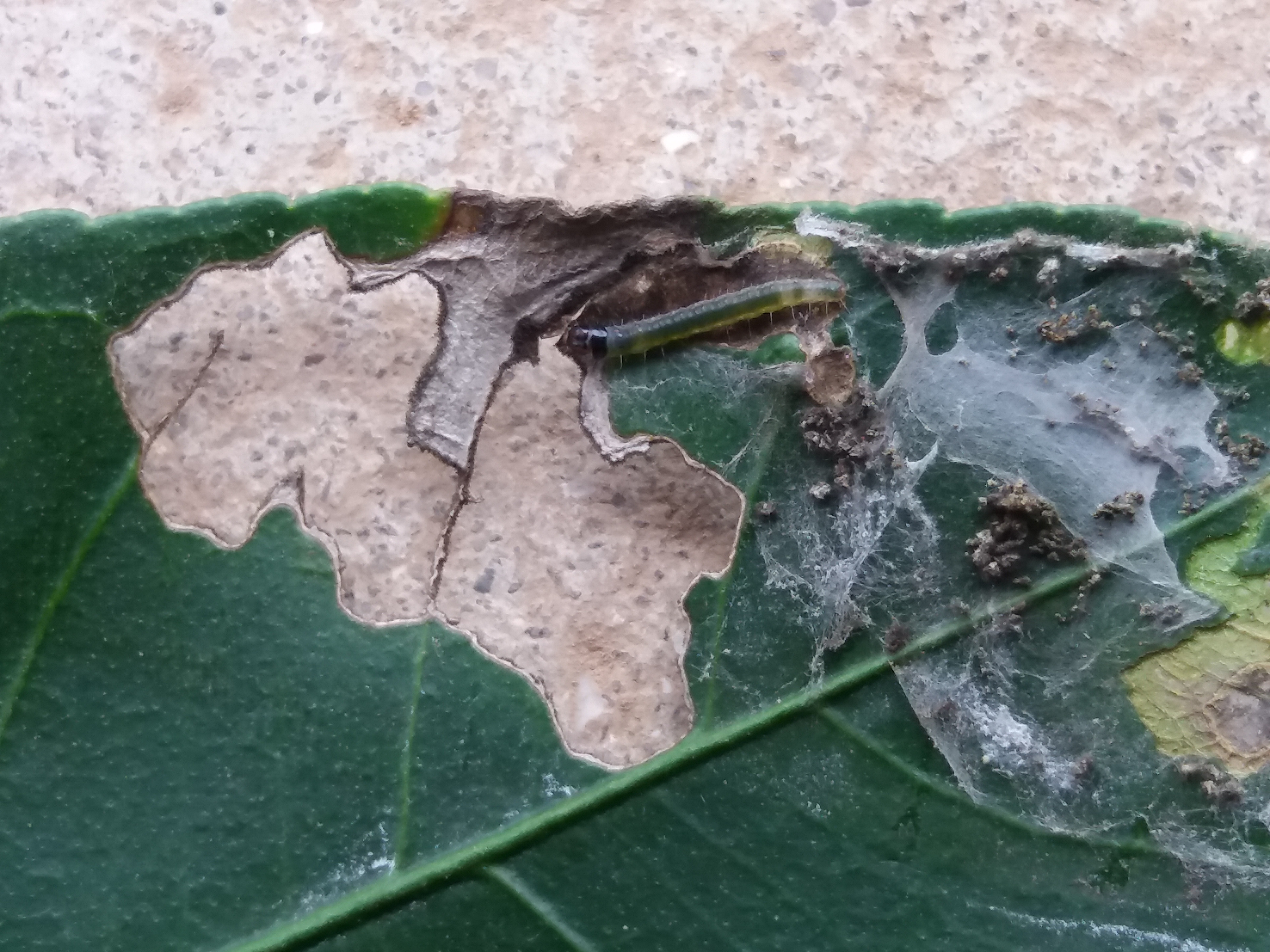 병해충 이름과 사용약제??