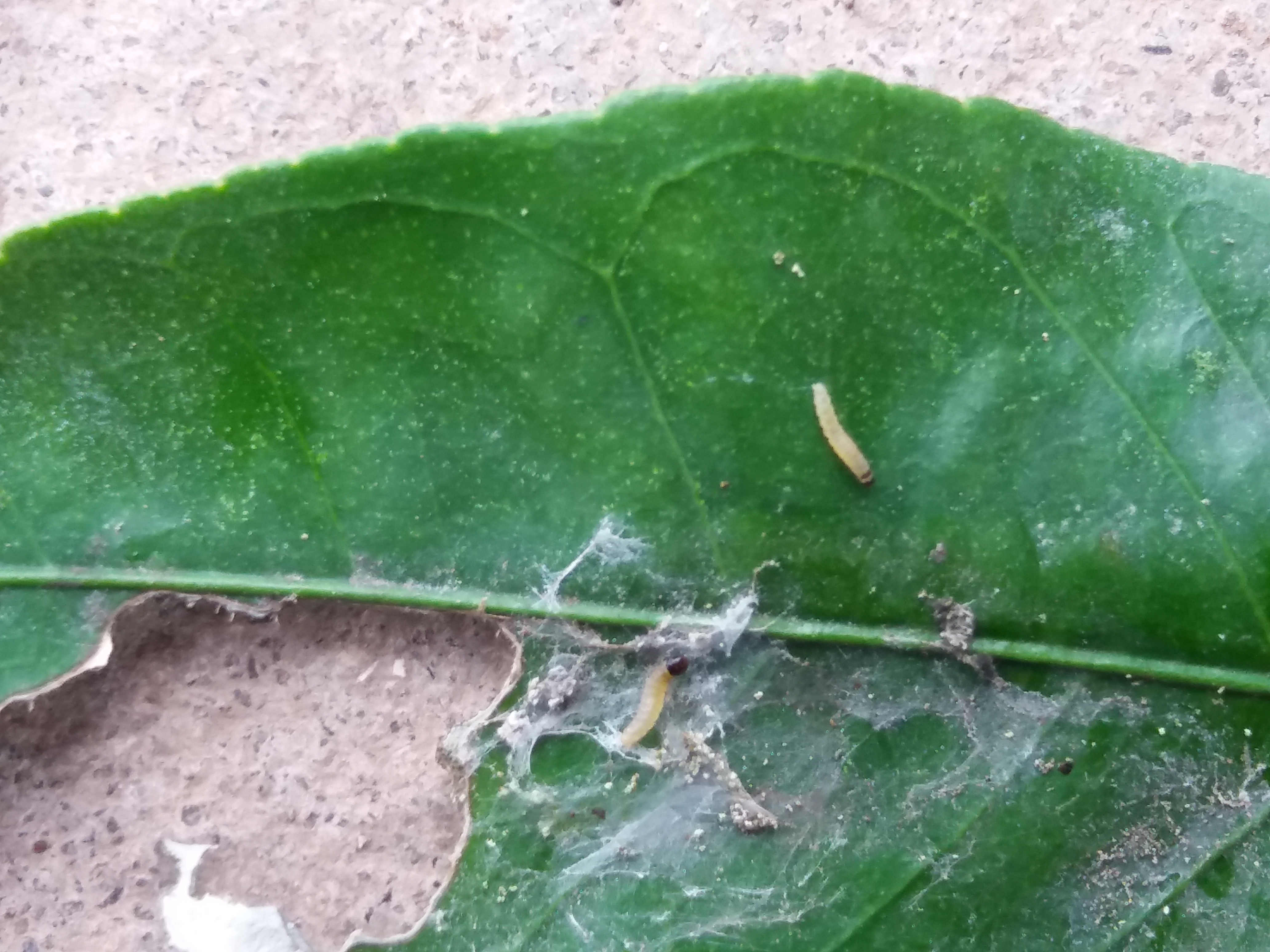 병해충 이름과 사용약제??