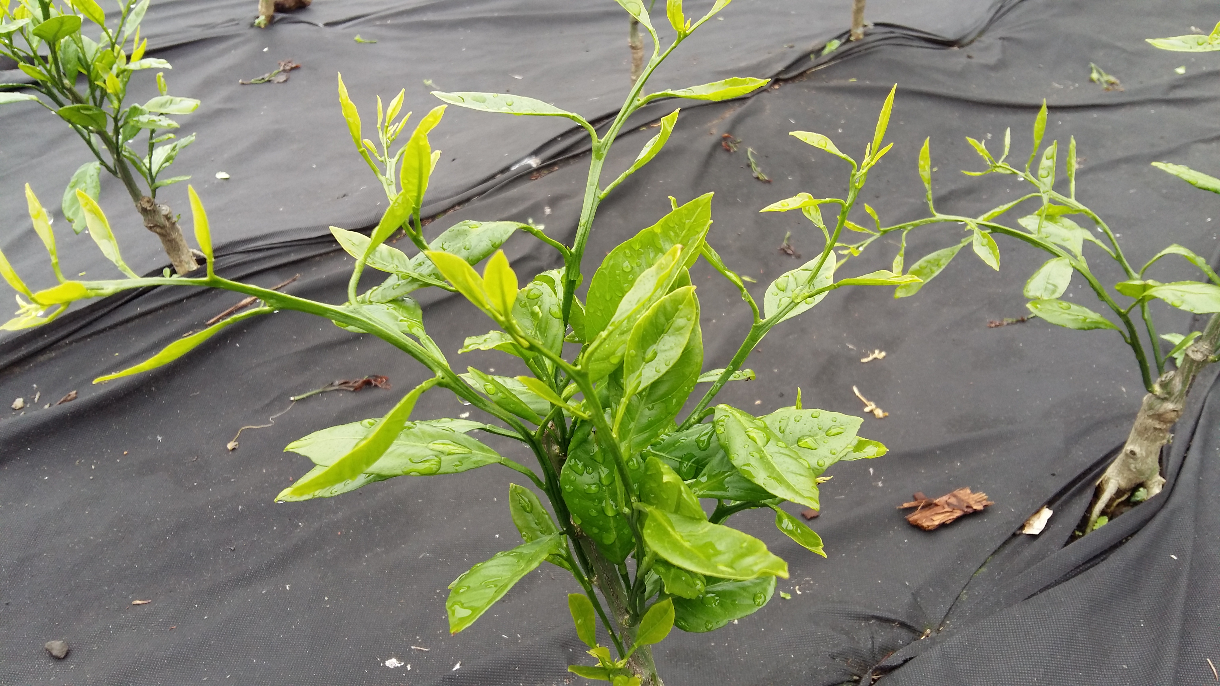 감귤묘목을 키우고있습니다. 어떻게 관리해야할지 궁굼하여 올립니다.