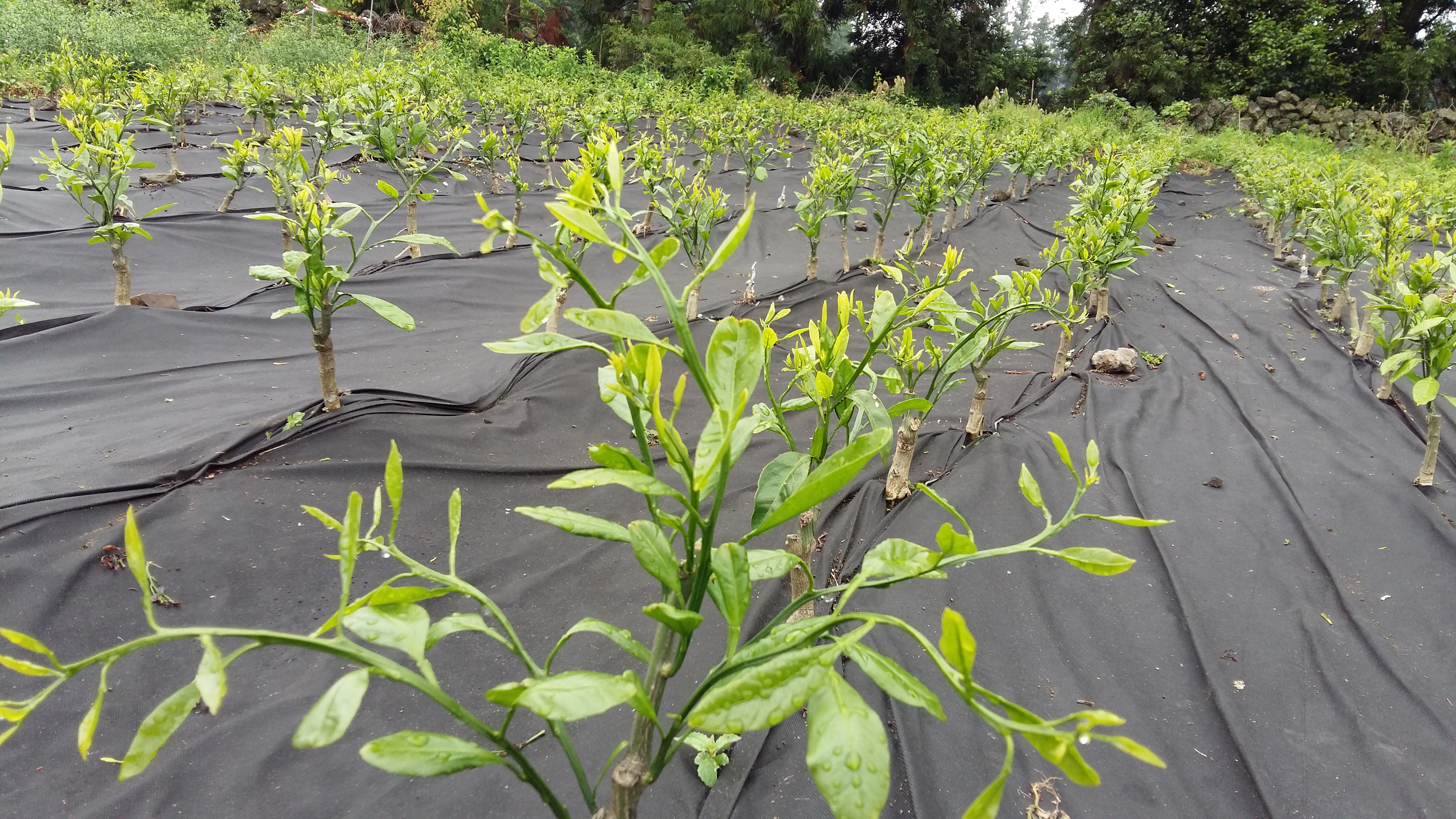감귤묘목을 키우고있습니다. 어떻게 관리해야할지 궁굼하여 올립니다.