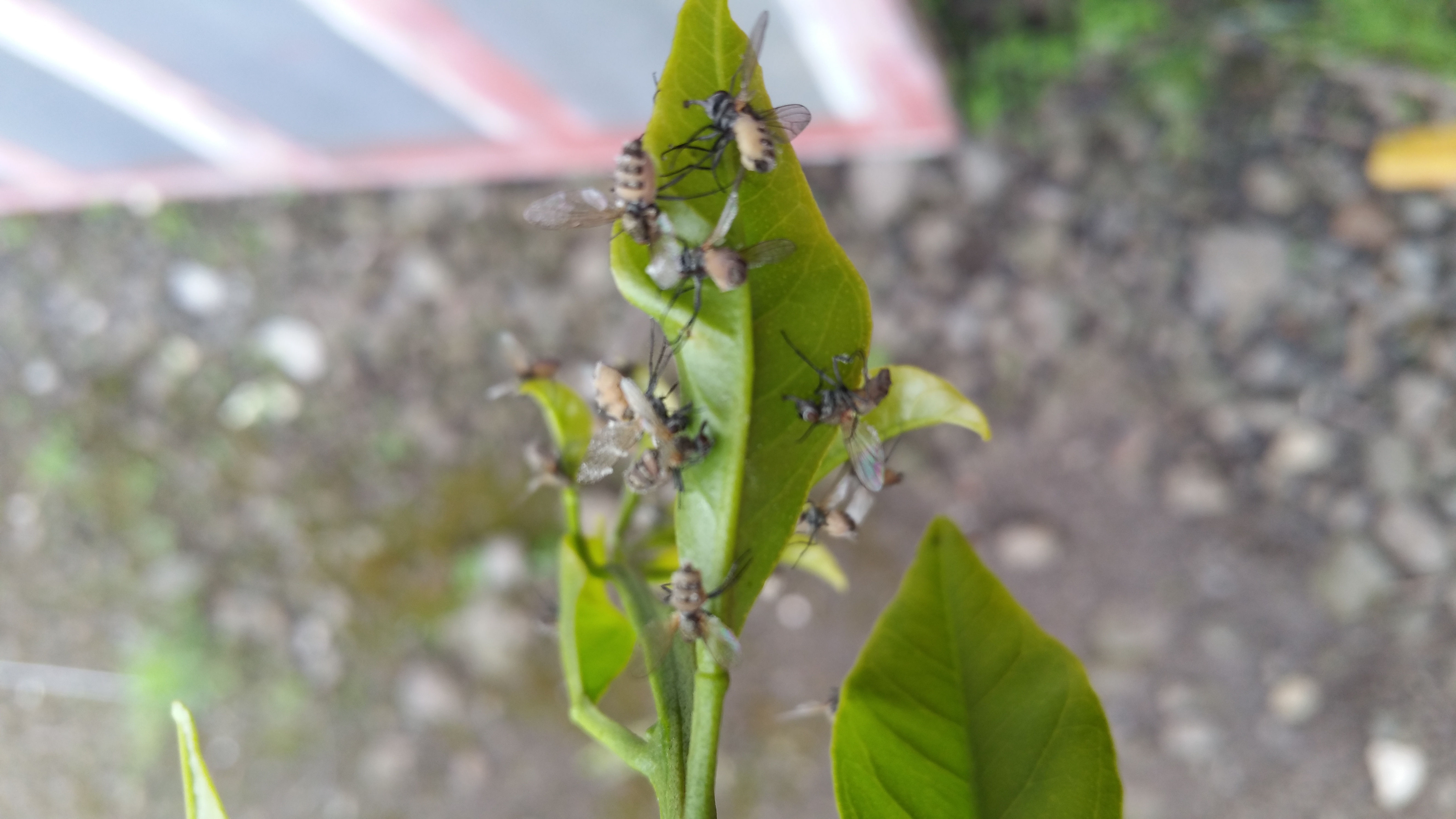 감귤나무에 파리들...