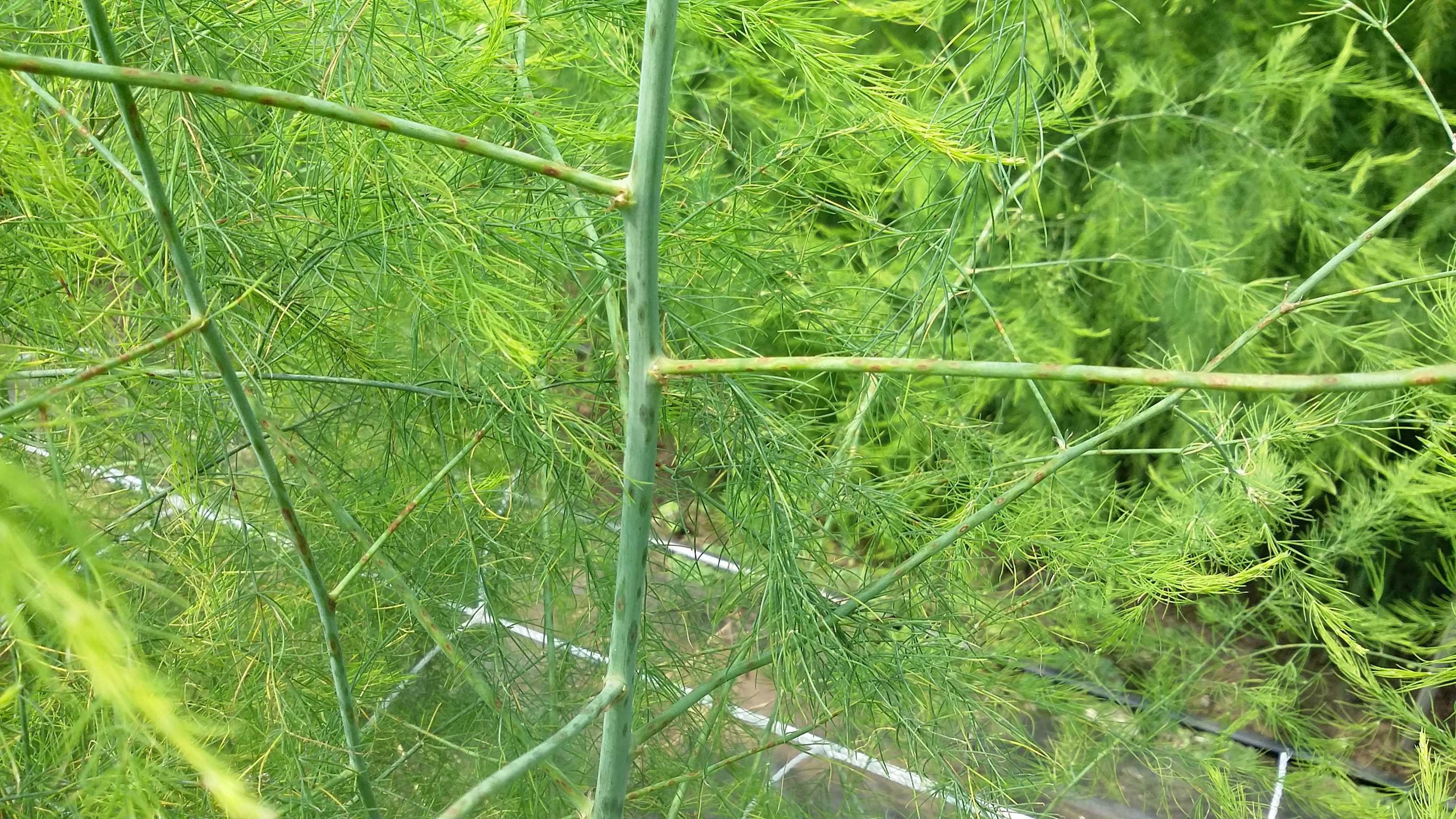 아스파라거스 병충해