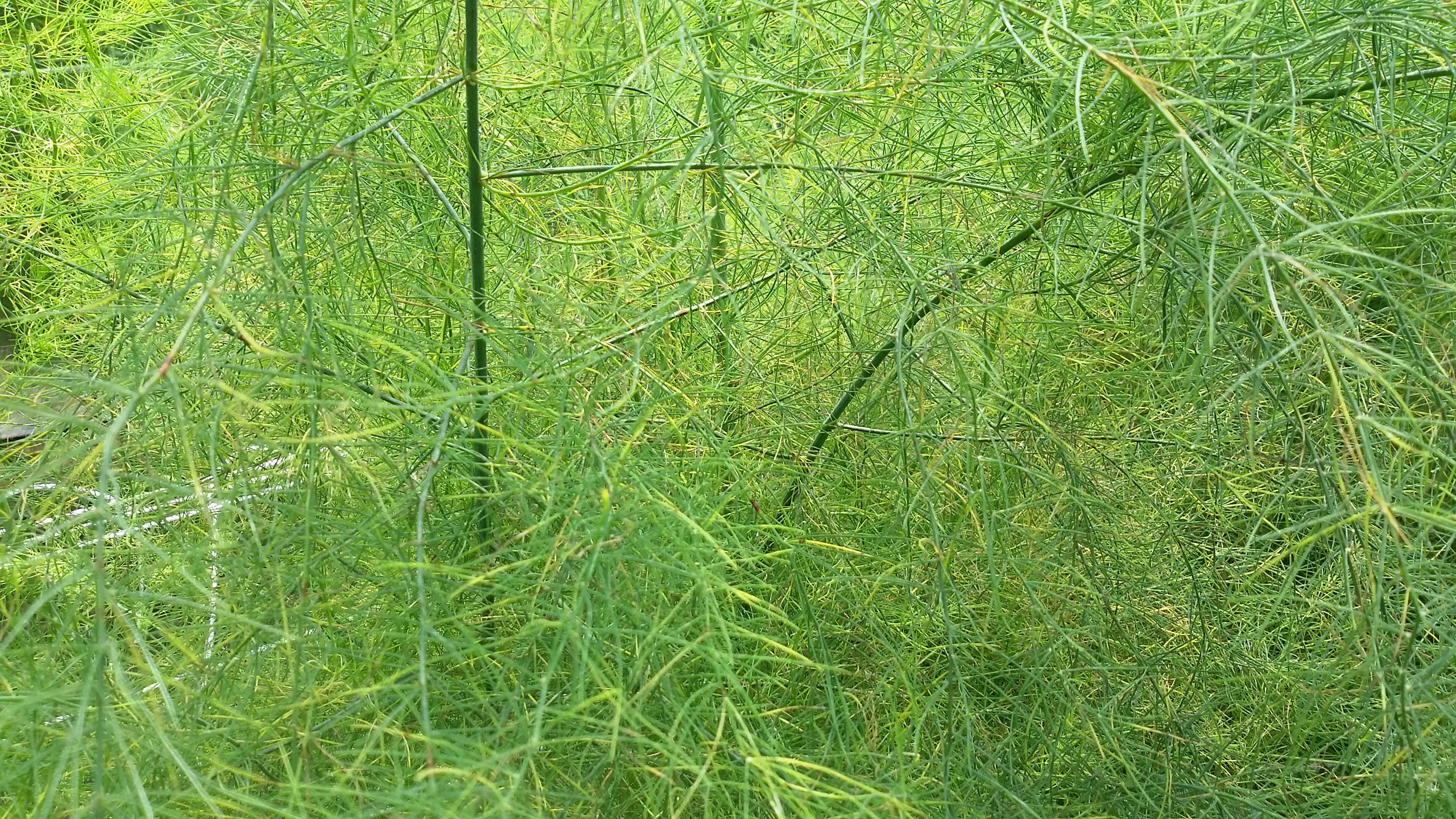 아스파라거스 병충해