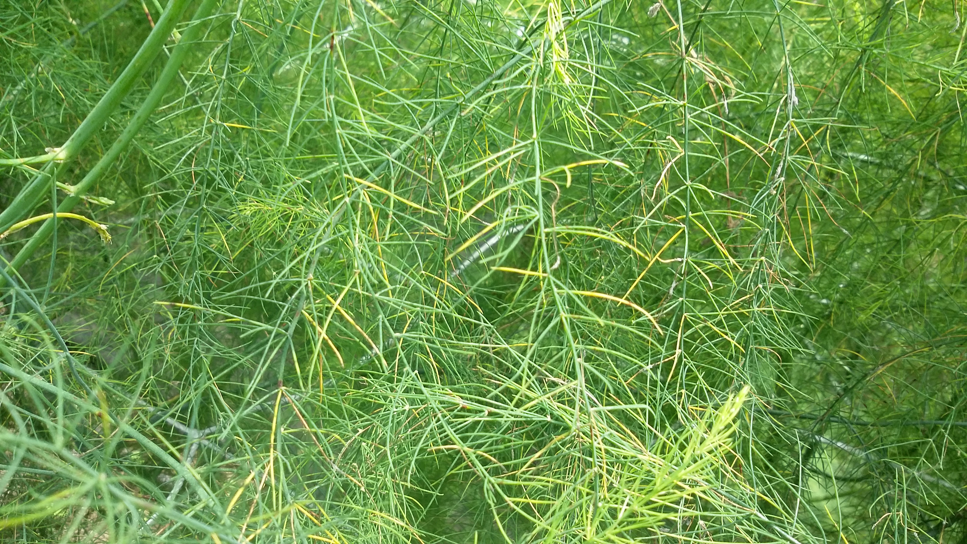 아스파라거스 병충해