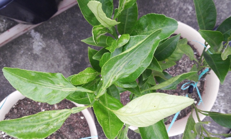 귤나무 병충해?