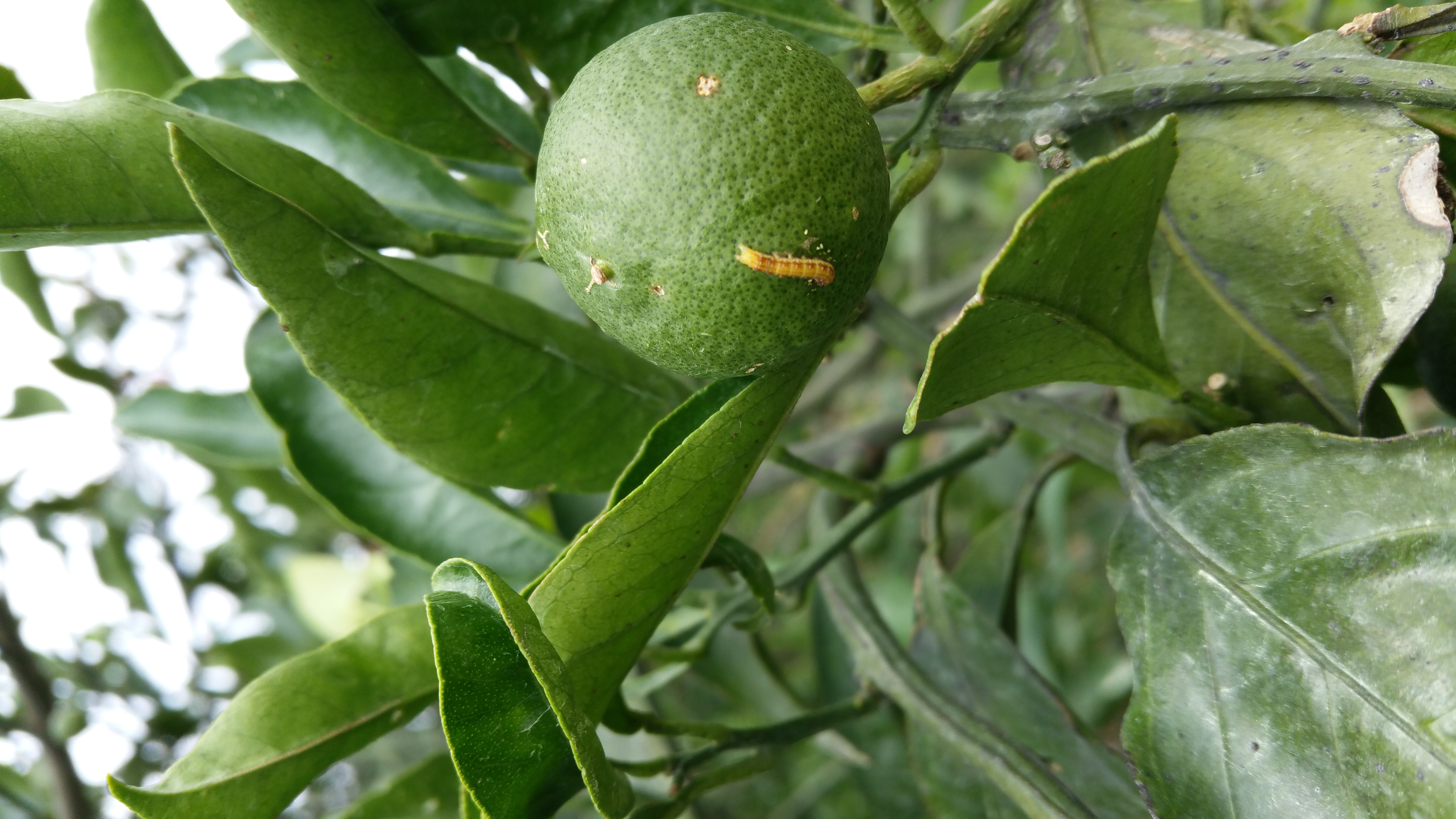 귤나무 병해충 관련문의