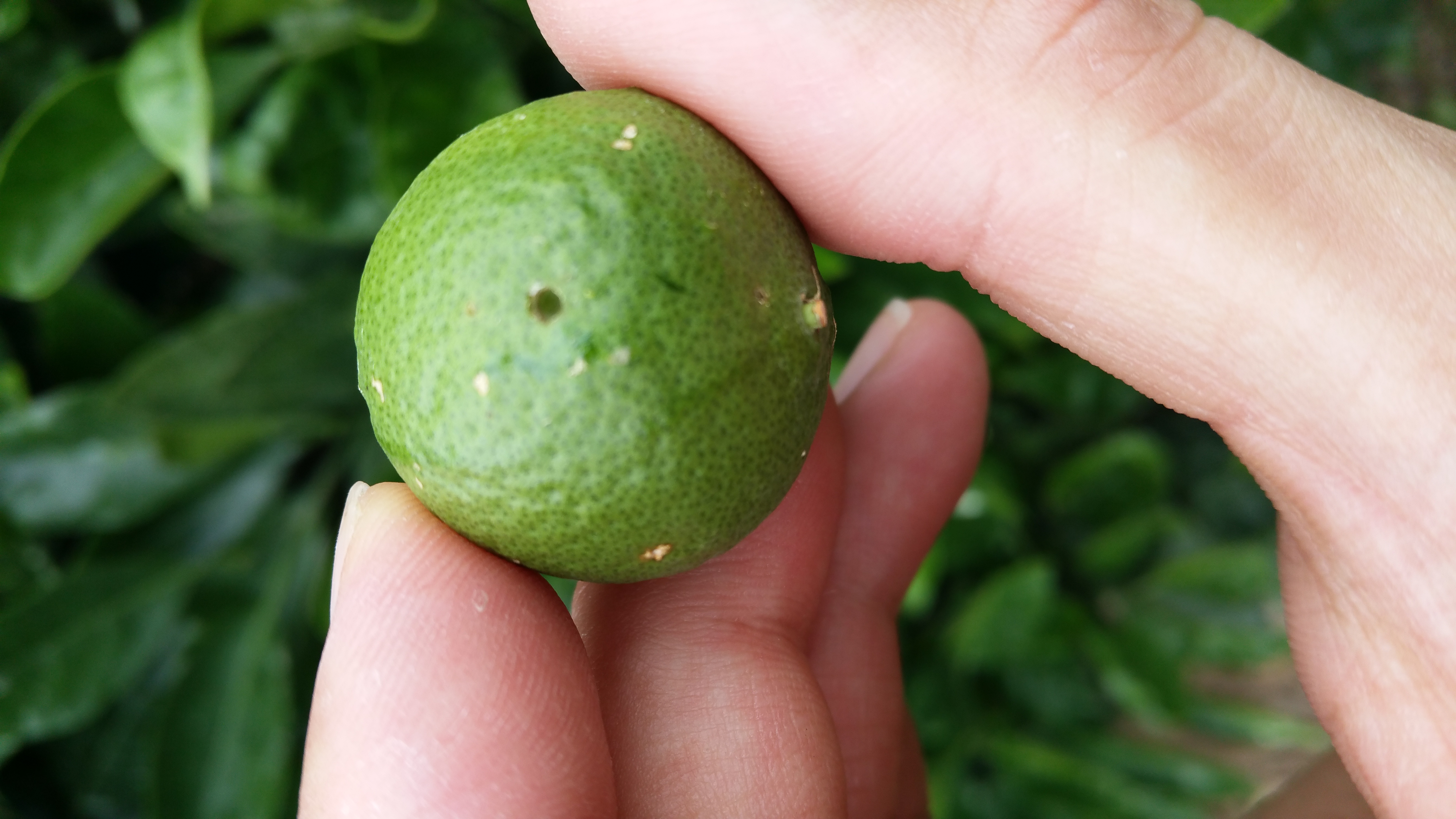 귤나무 병해충 관련문의