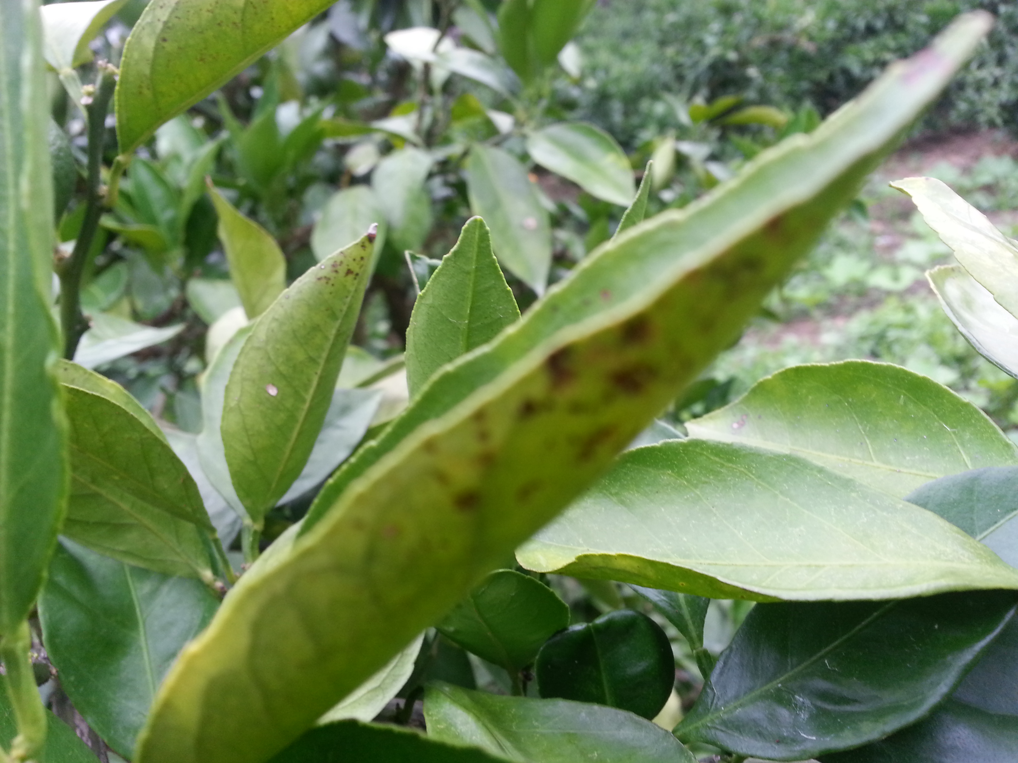 더뎅이병(창가병) 문의