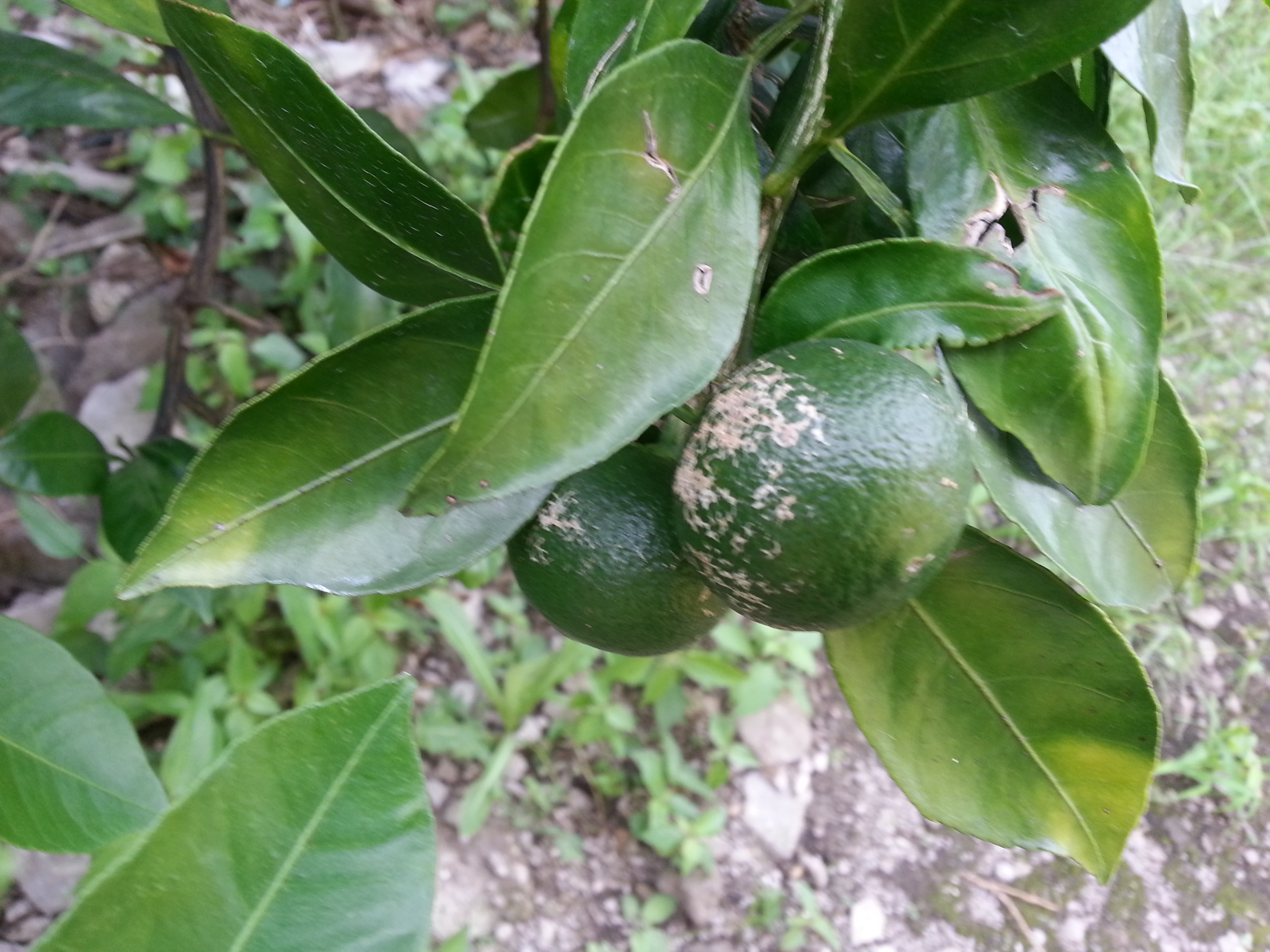 더뎅이병(창가병) 문의