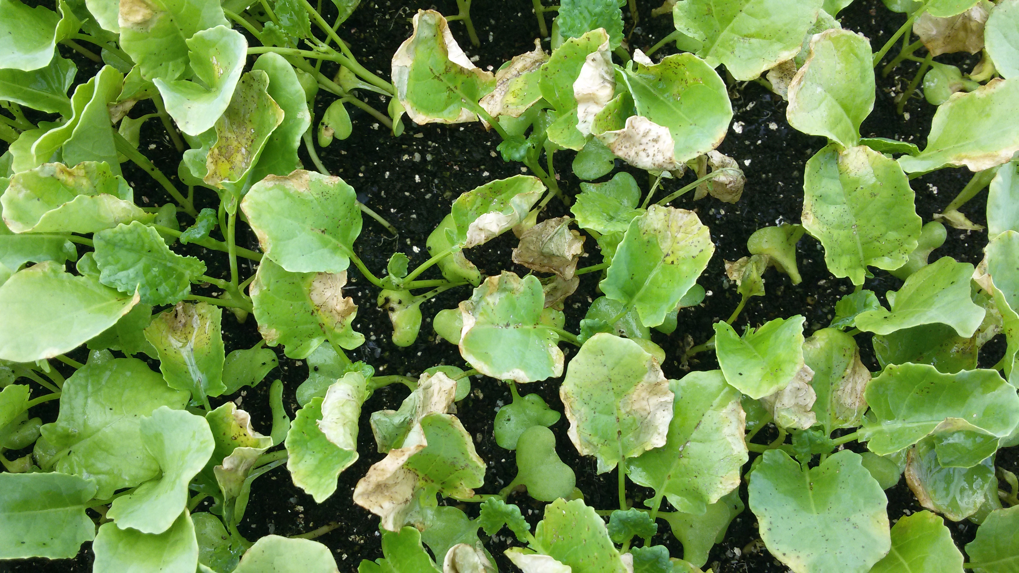 브로콜리 모종 병균 이름과 방제방법을 알려주세요