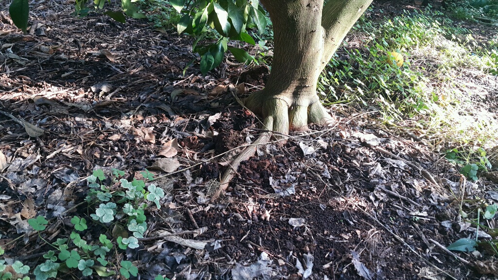 한라봉 자근피해 여부..