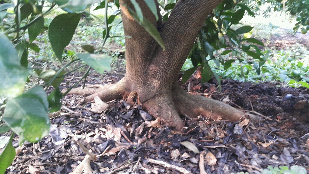 한라봉 자근피해 여부..