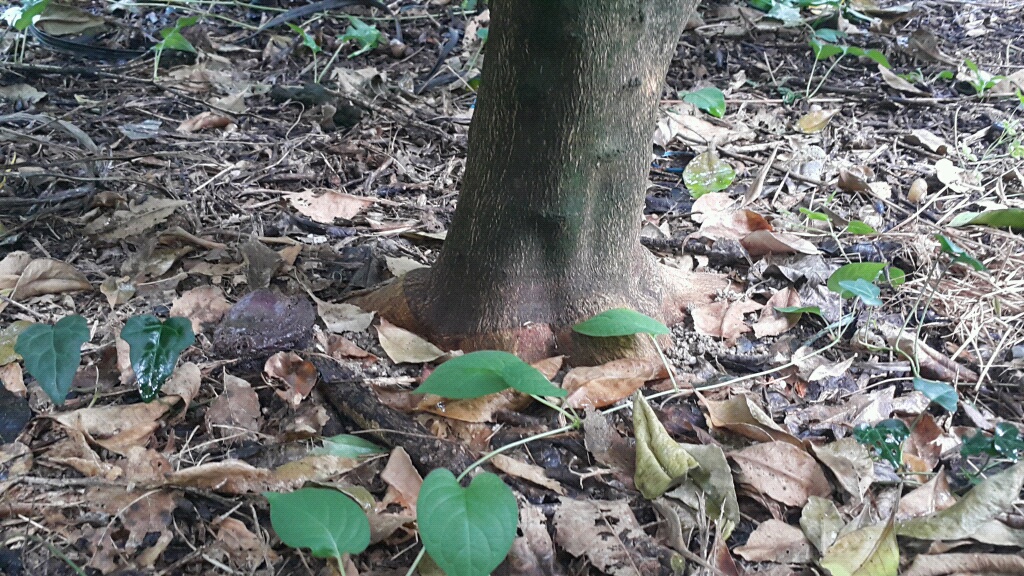 한라봉 자근피해 여부..