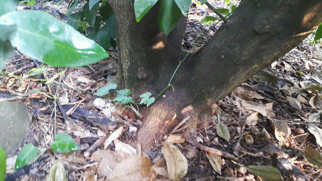 한라봉 자근피해 여부..