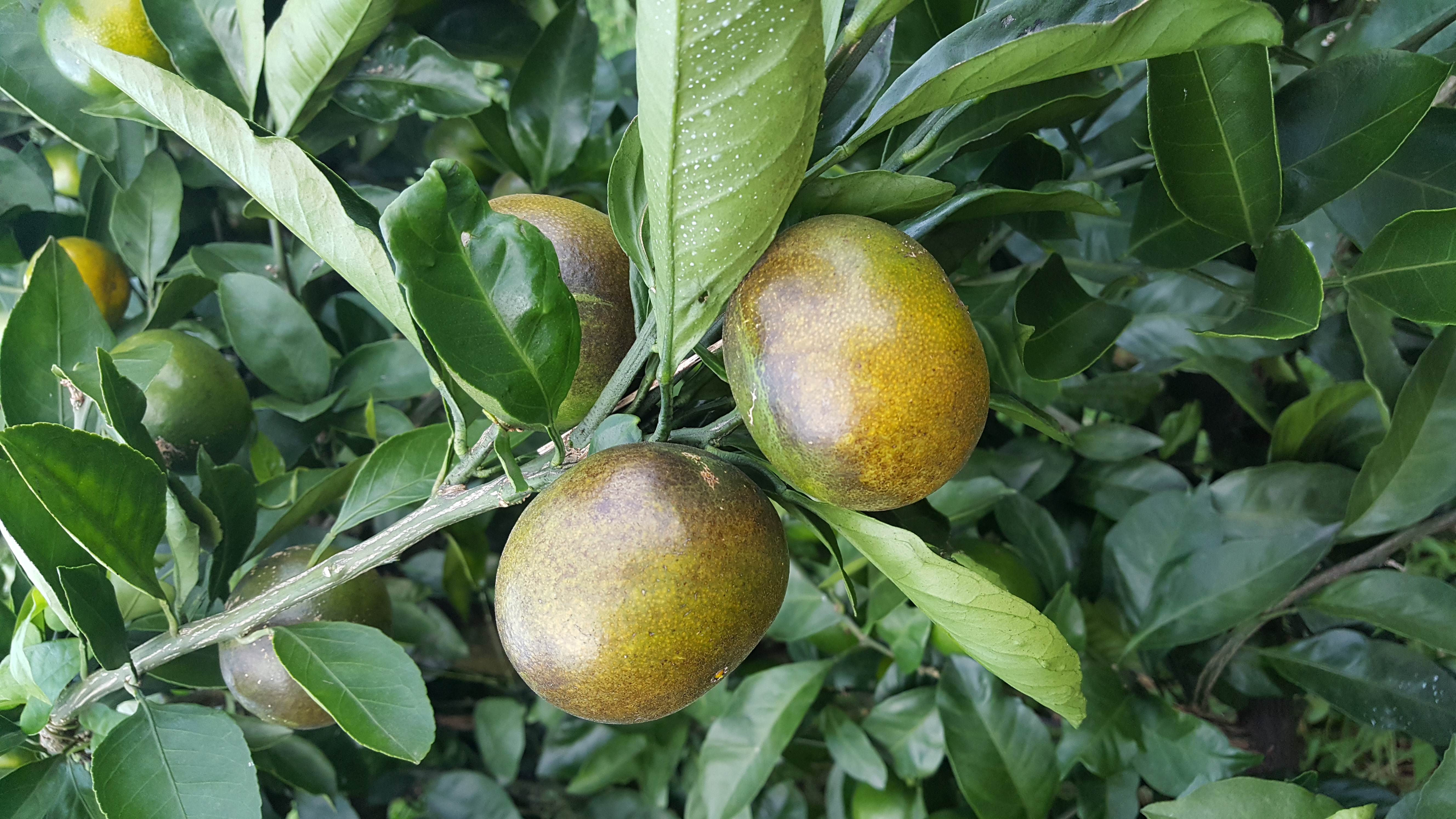 감귤 병해충 문의