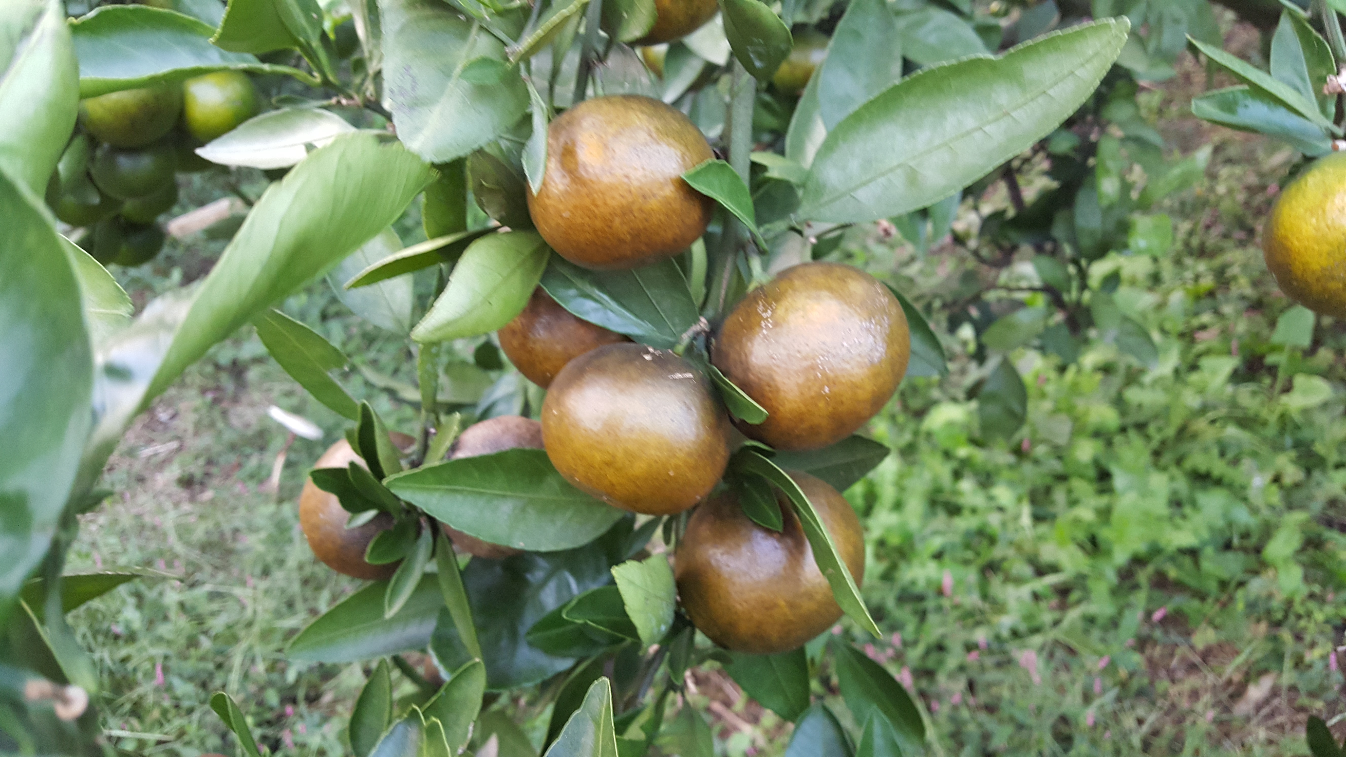 감귤 병해충 문의