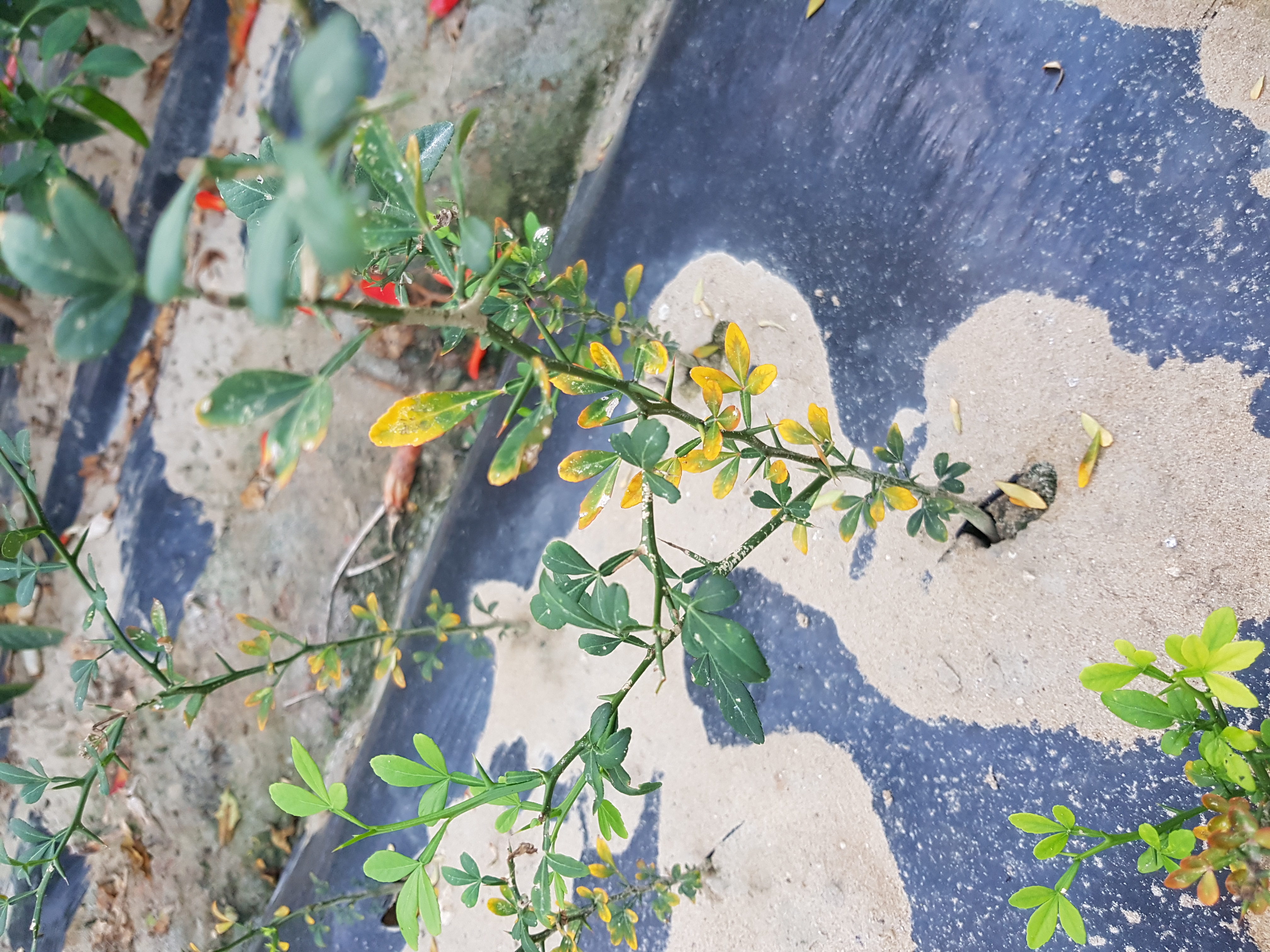 탱자 잎파리 색깔이 이상해요