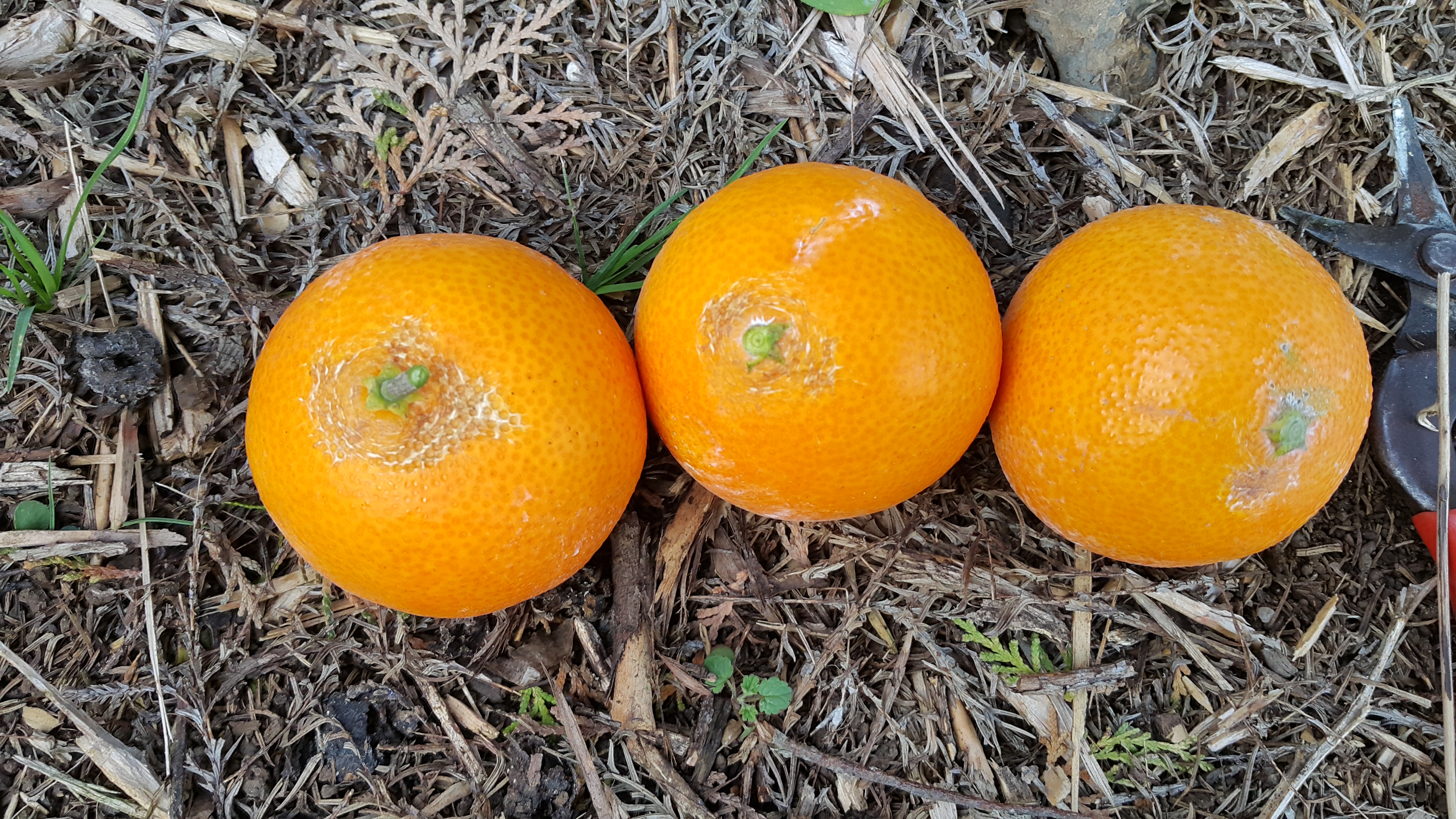 노지황금향 원인이 뭘까요..