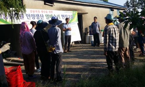 늘푸른감귤연구회 열매솎기 현장교육