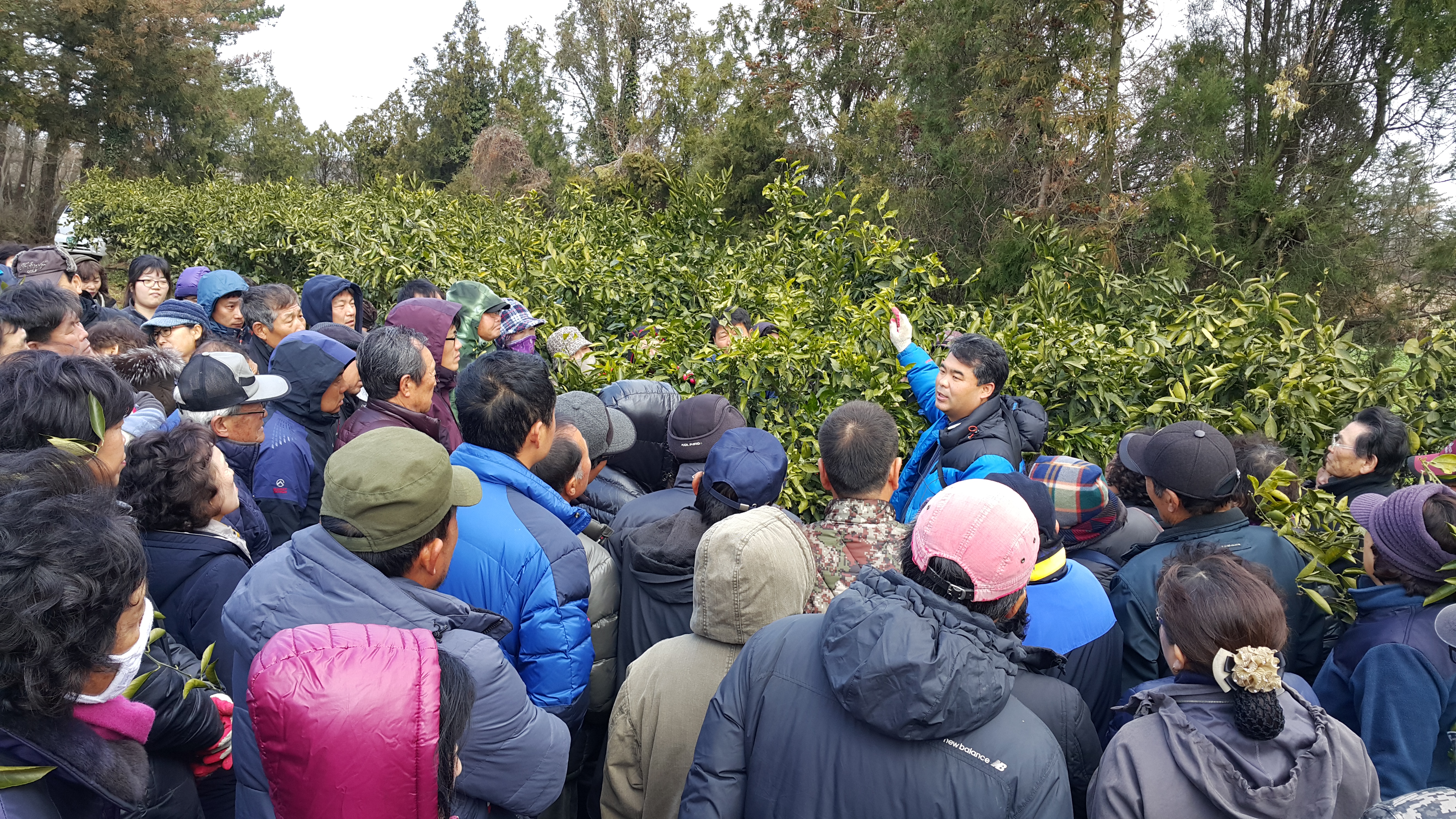 2017년 감귤 정지전정 교육