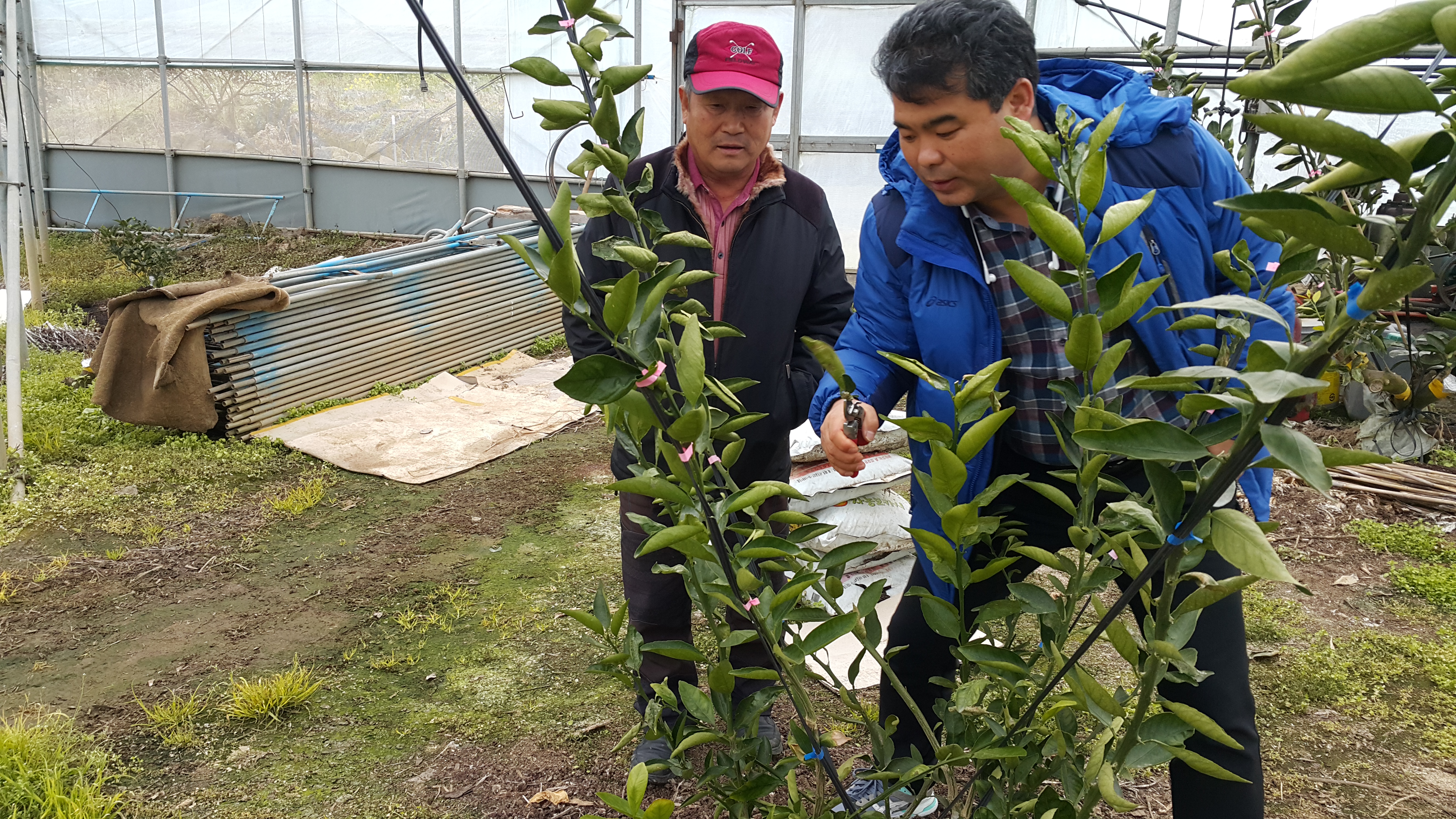 2017년 감귤 정지전정 교육