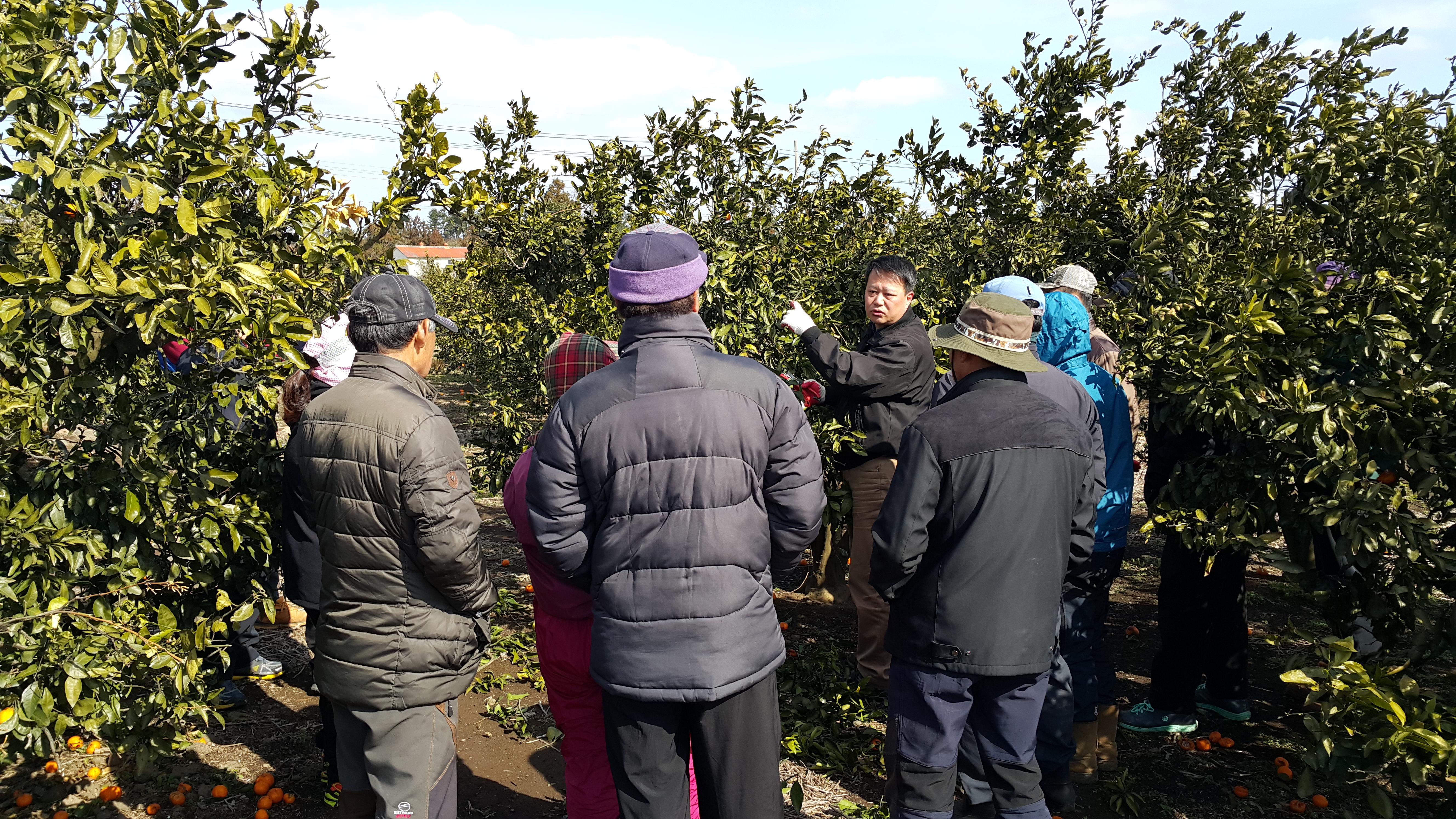 2017년 감귤 정지전정 교육