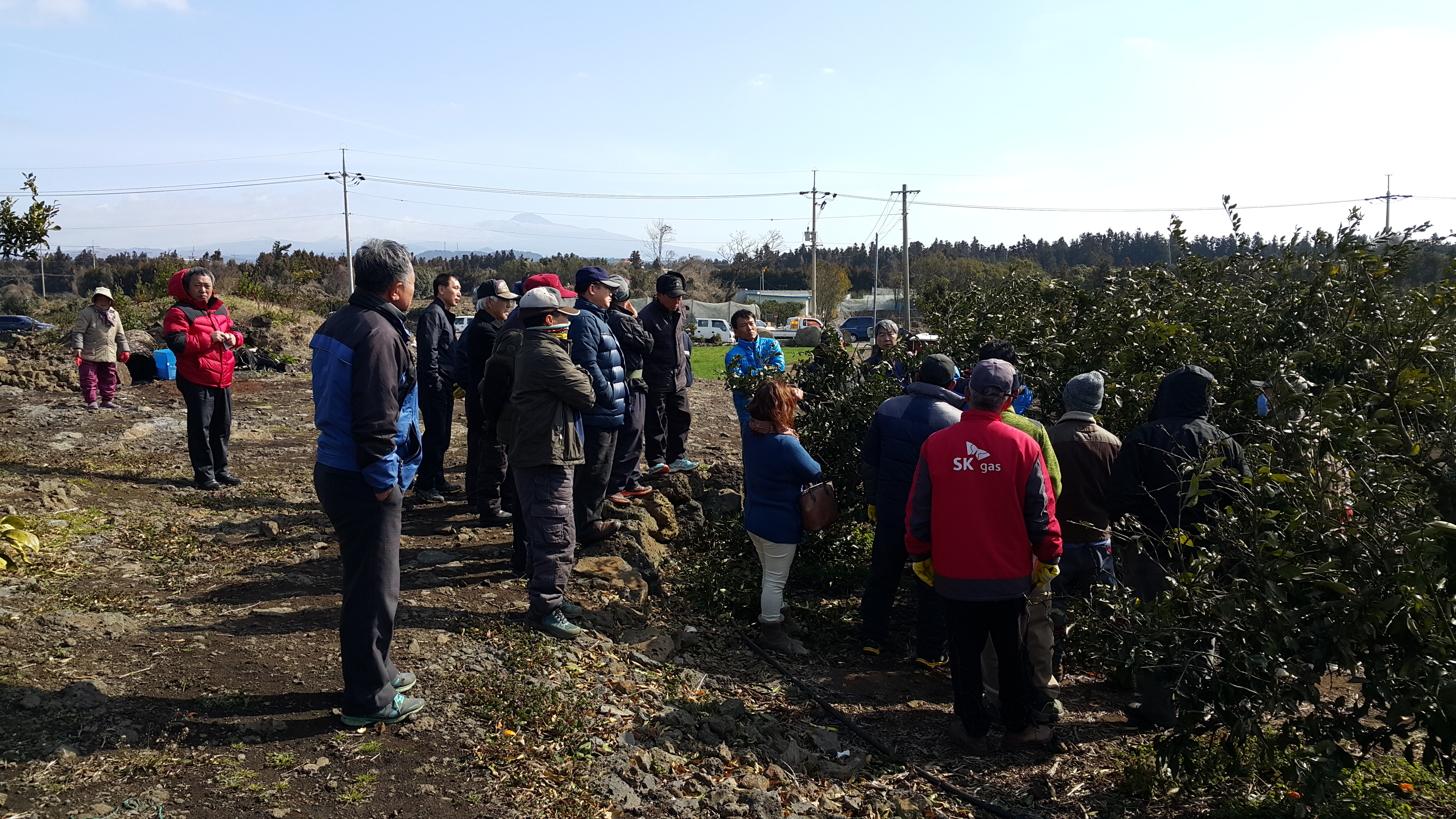 2017년 감귤 정지전정 교육