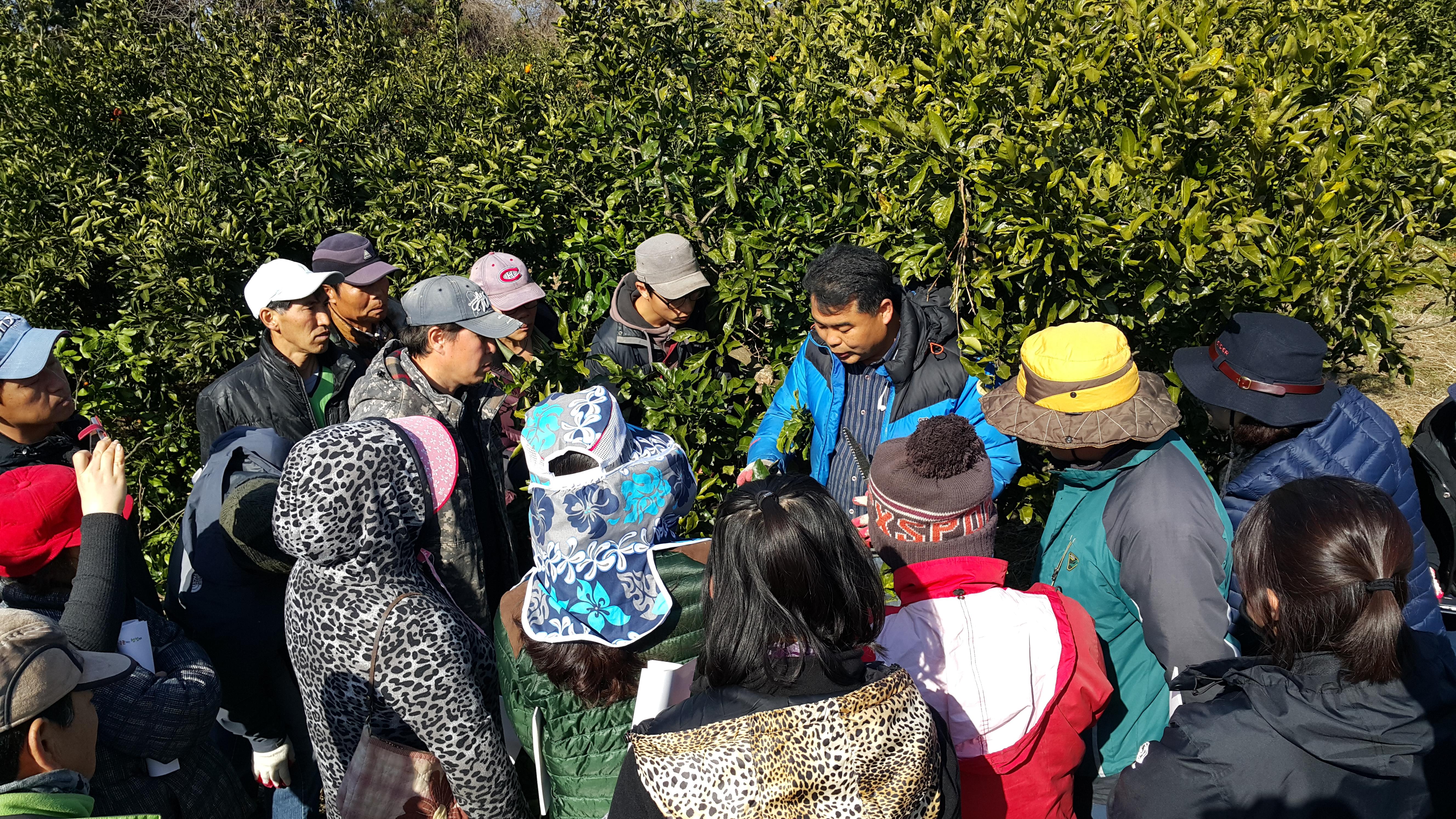 2017년 감귤 정지전정 교육