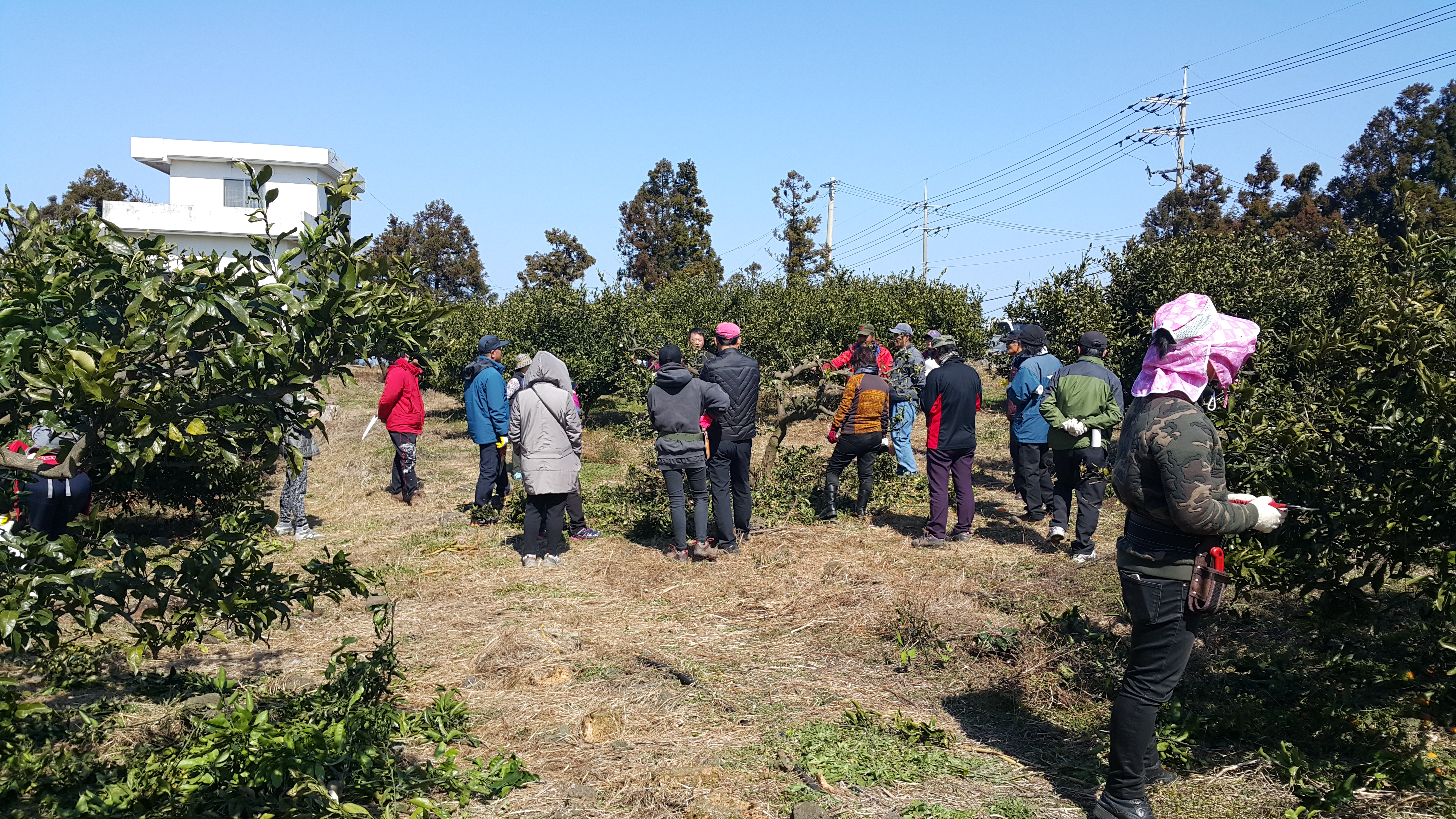 2017년 감귤 정지전정 교육