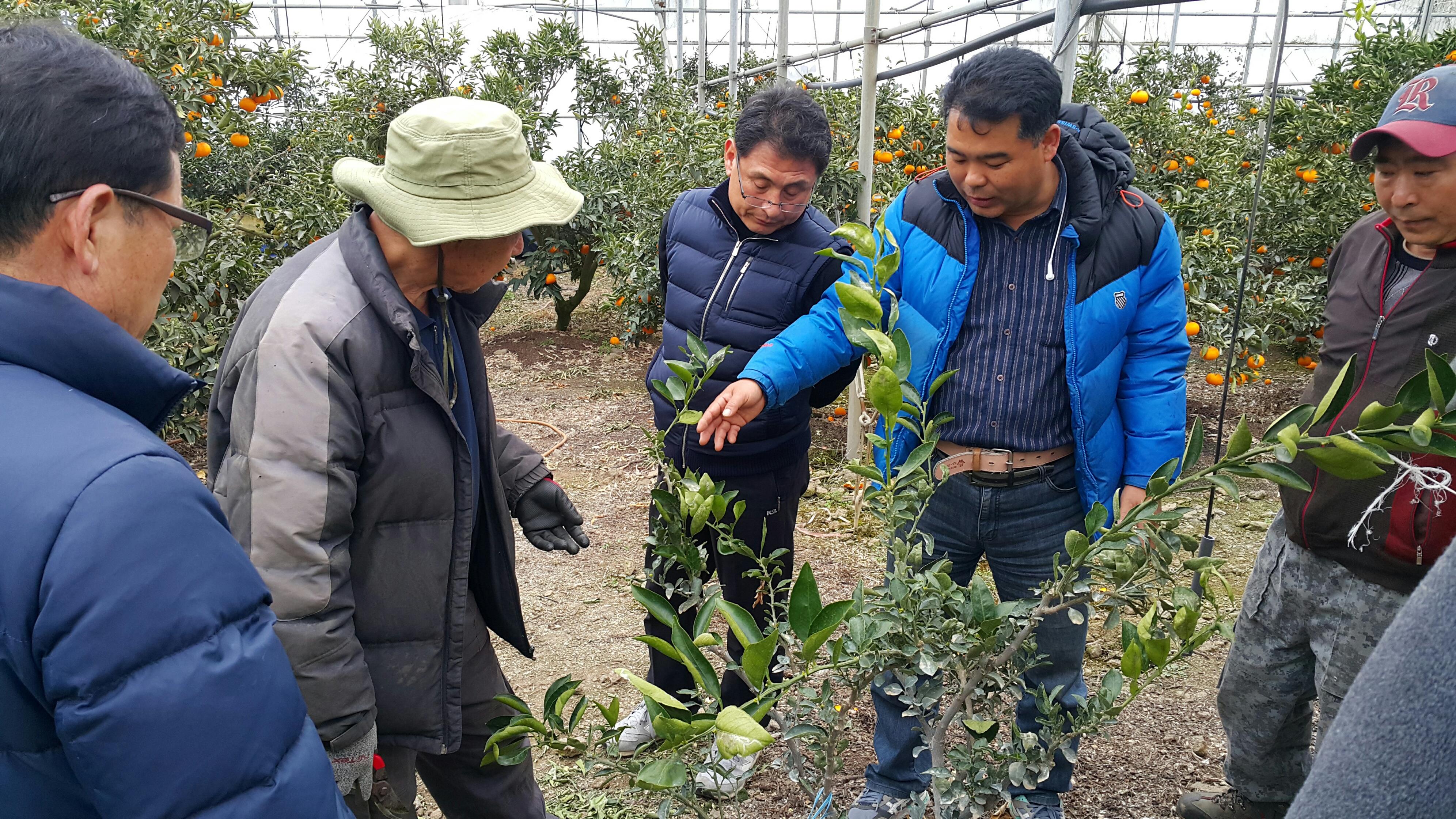 2017년 감귤 정지전정 교육