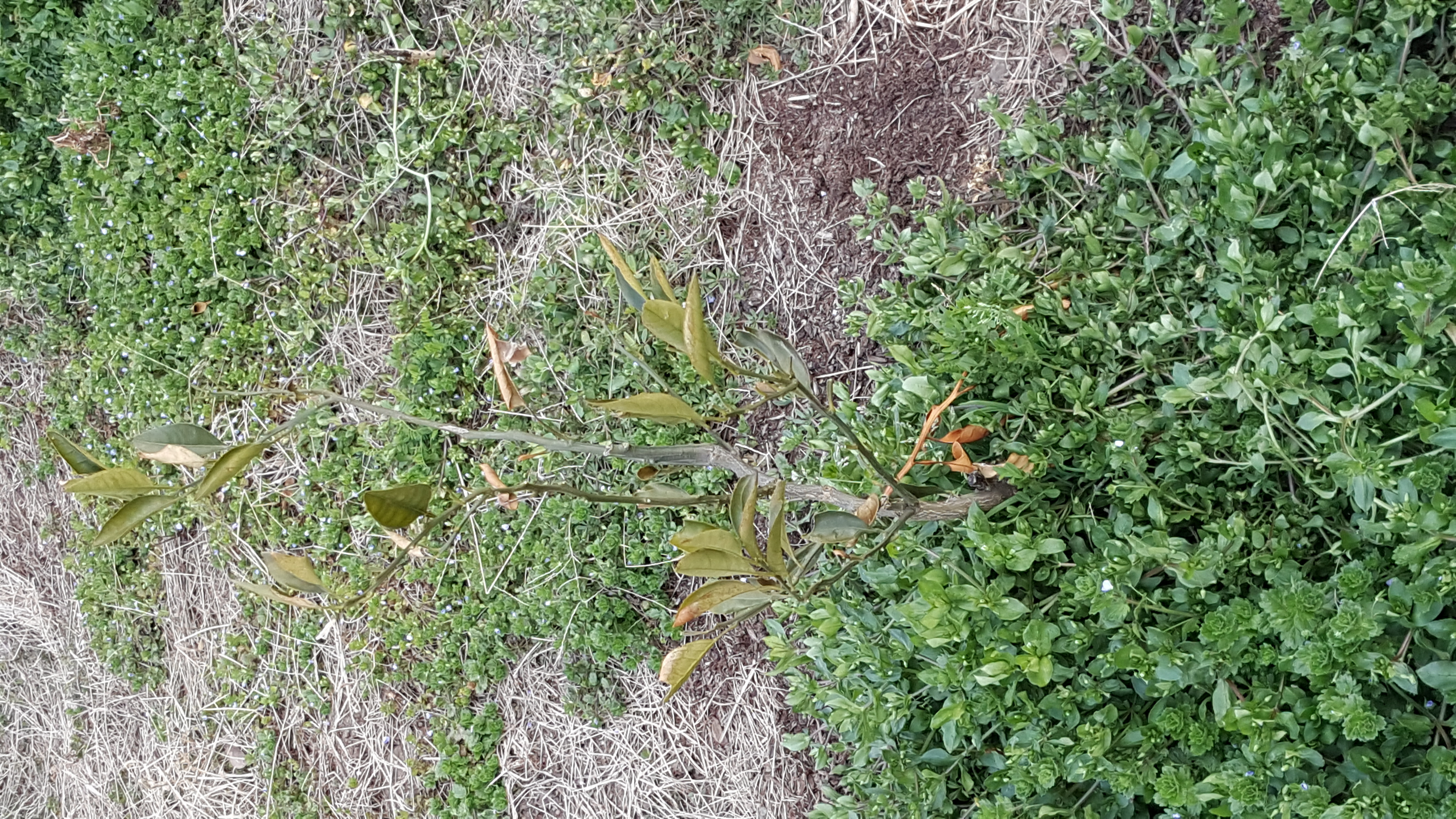 감귤묘목질문입니다.