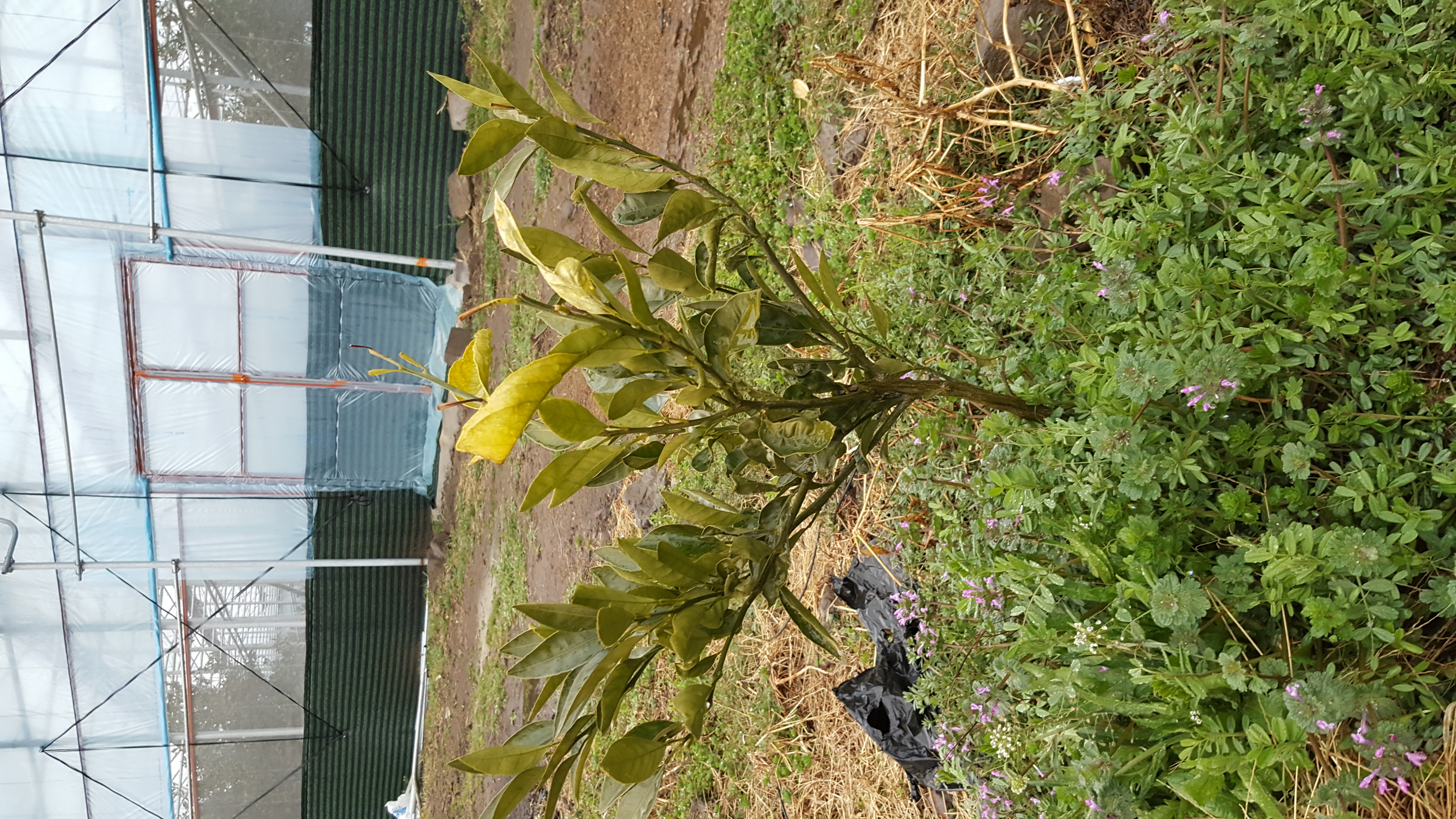 감귤묘목질문입니다.