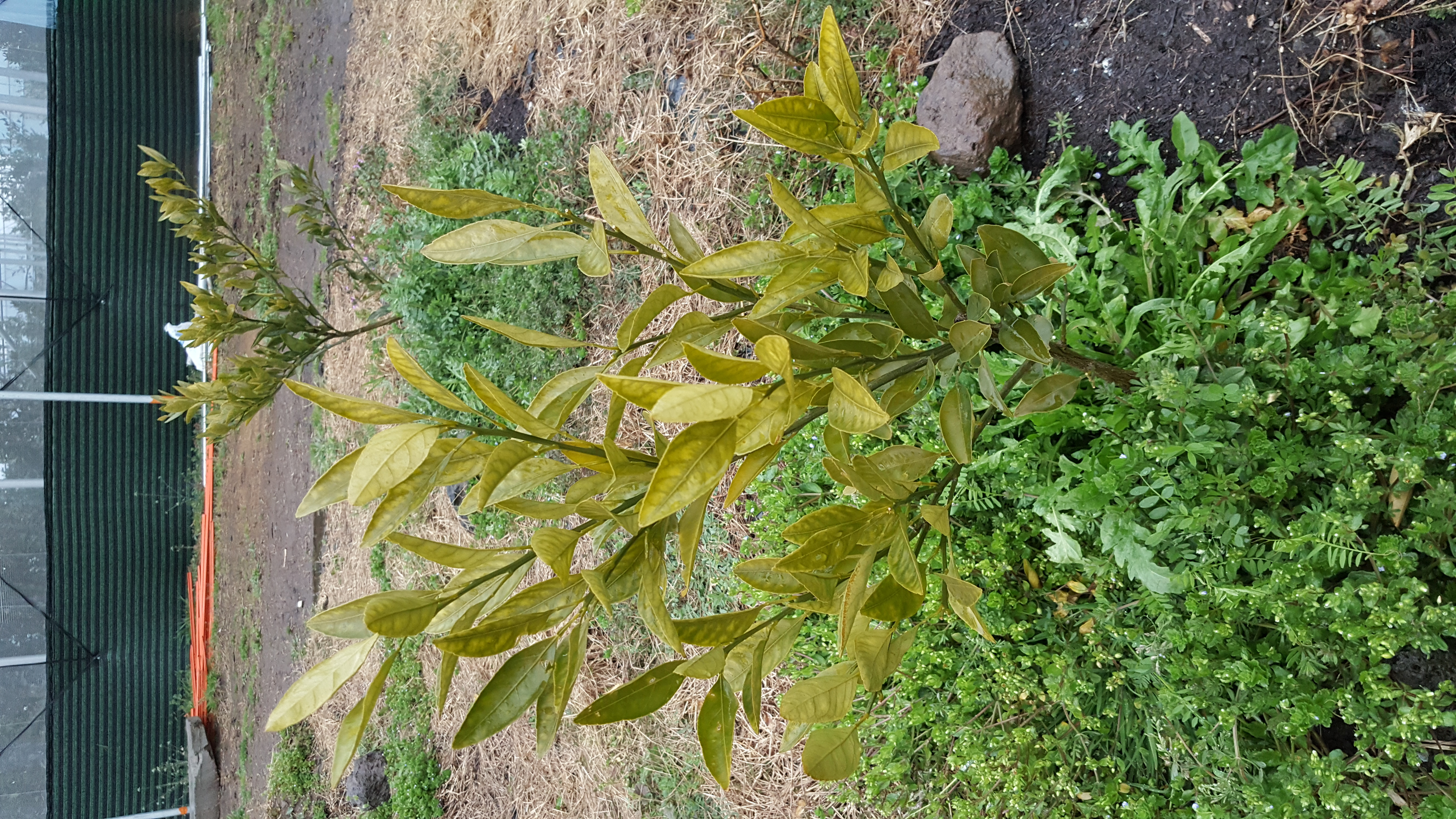 감귤묘목질문입니다.