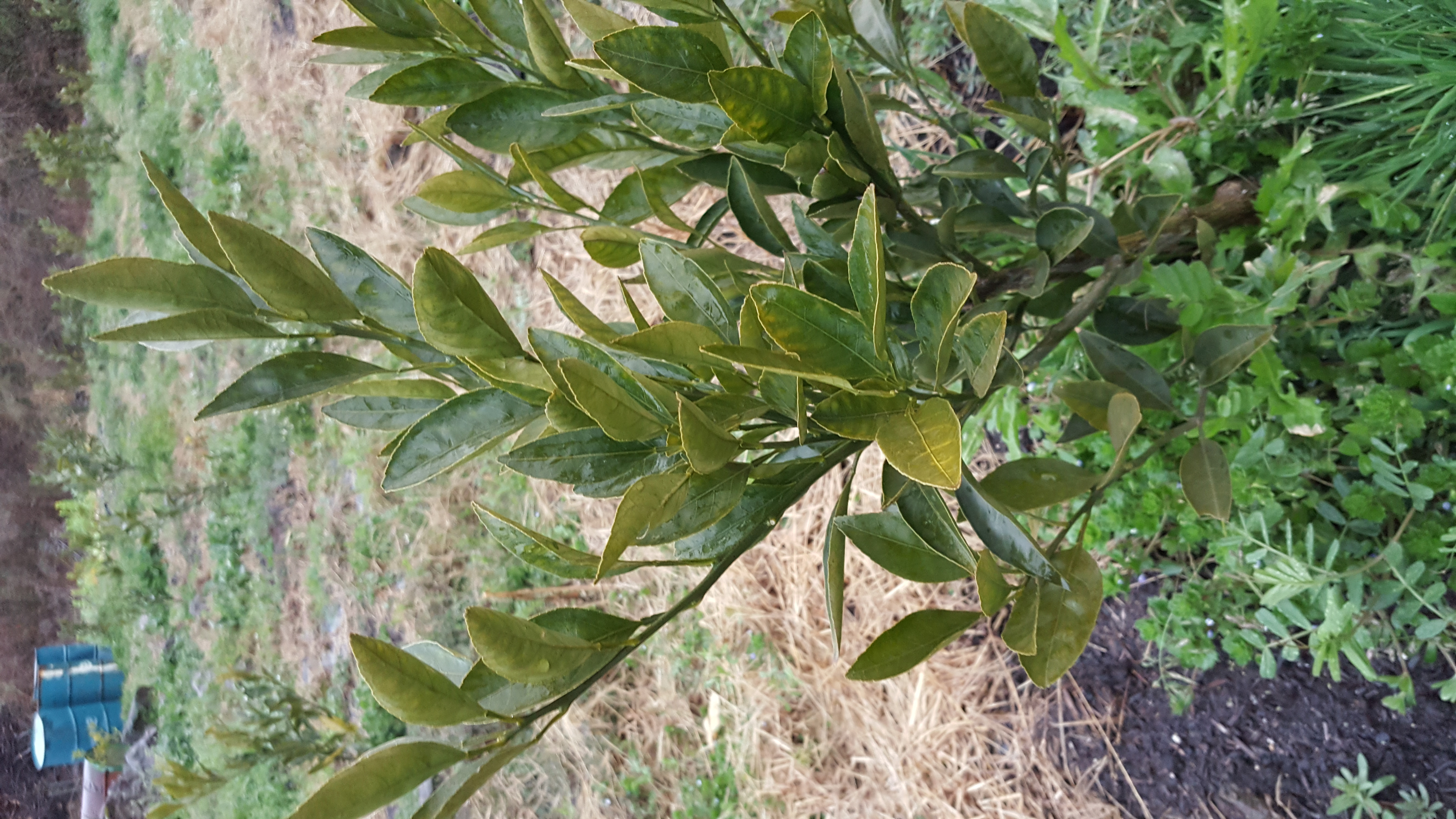 감귤묘목질문입니다.