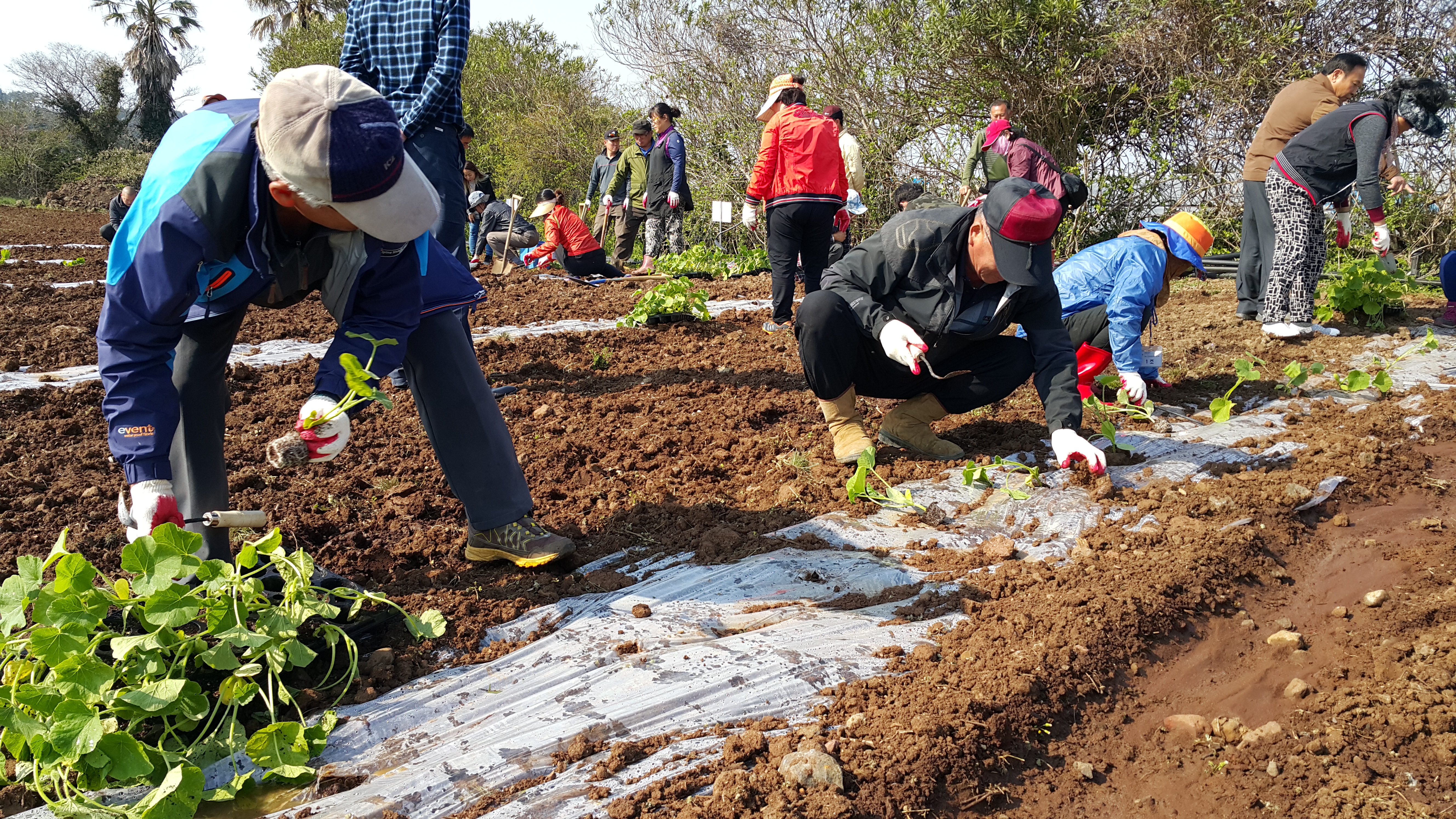 2017년 신규농업인 기초교육(채소기초반)
