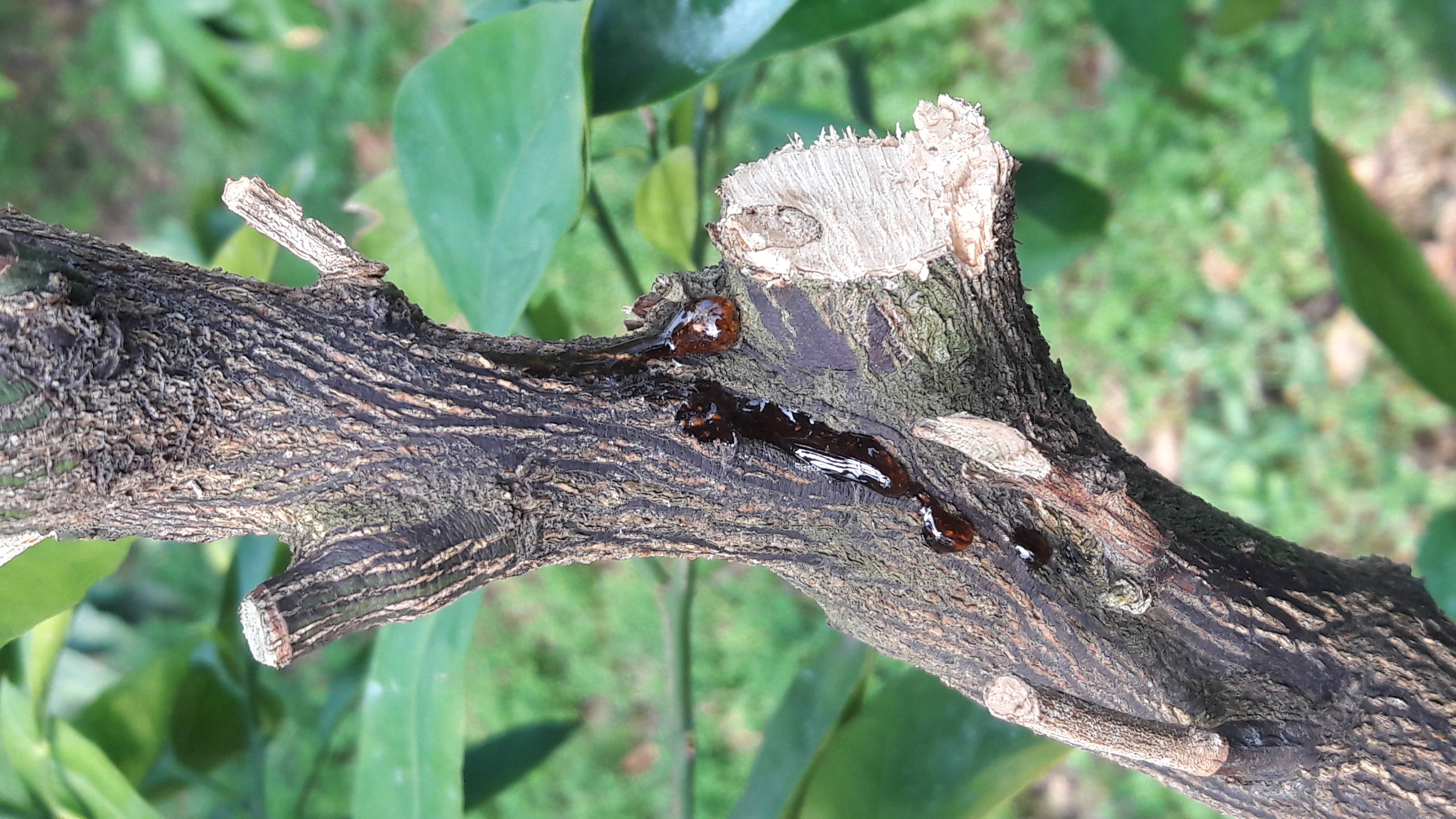 귤나무가 매우 아파요
