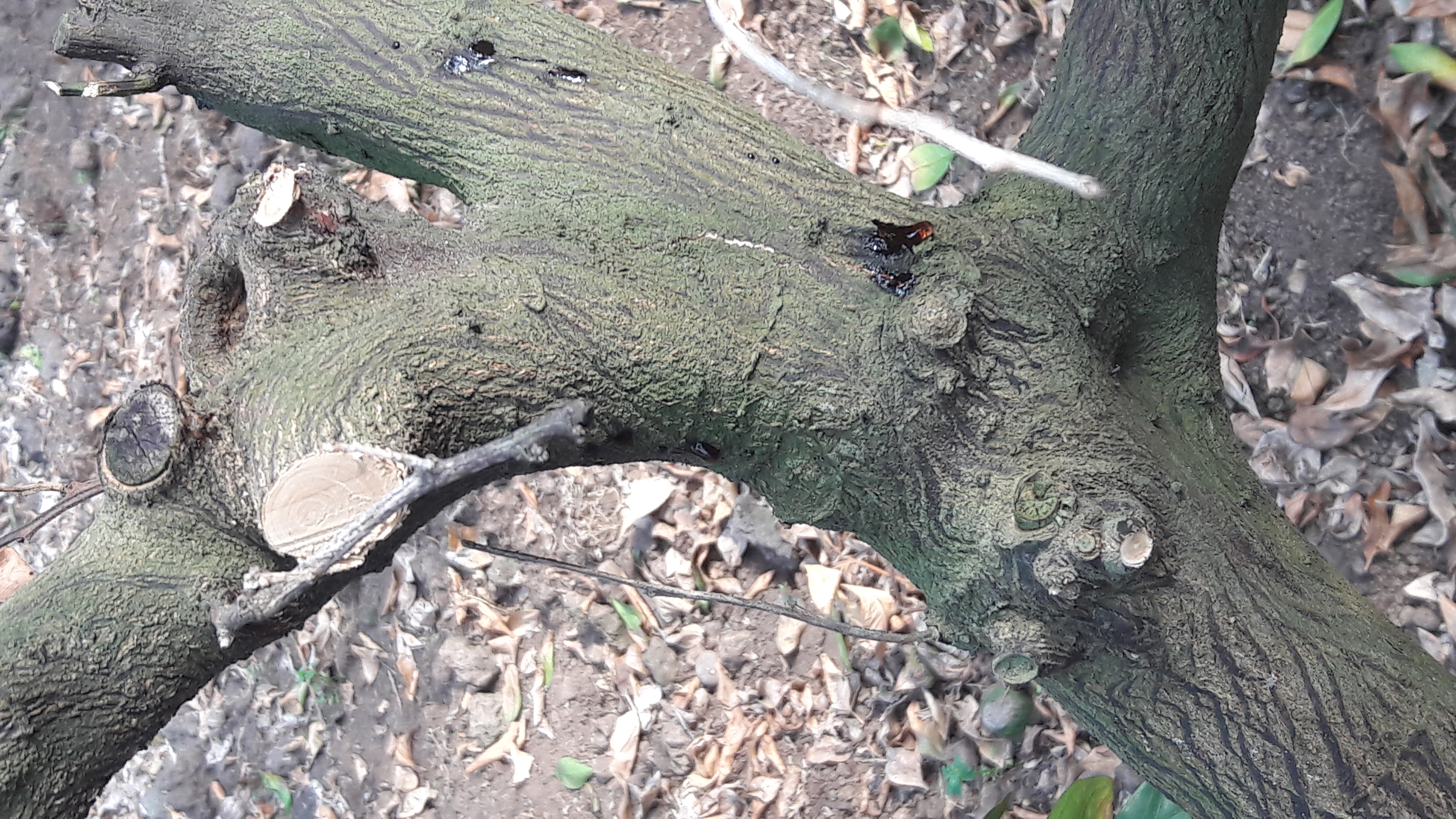 귤나무가 매우 아파요