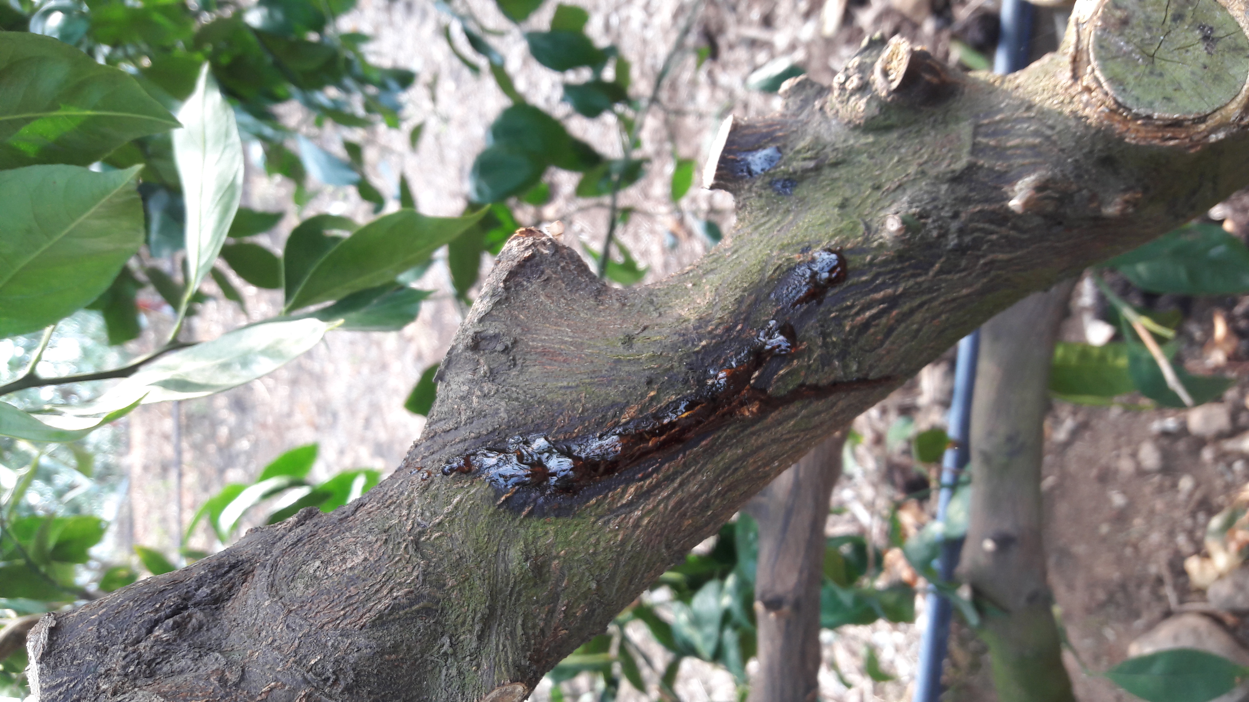 귤나무가 매우 아파요