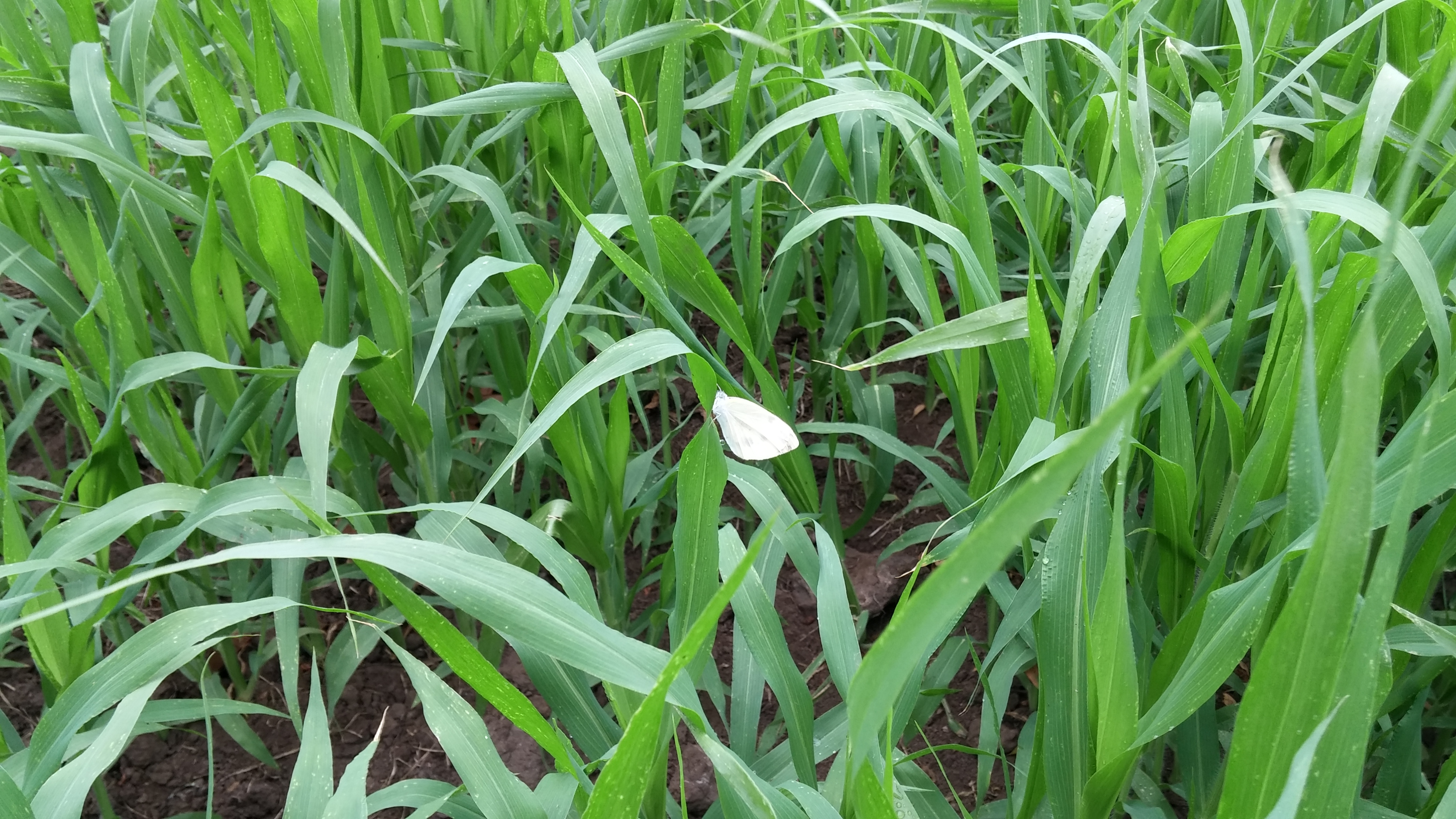 기장 상태에 대해 문의드립니다.