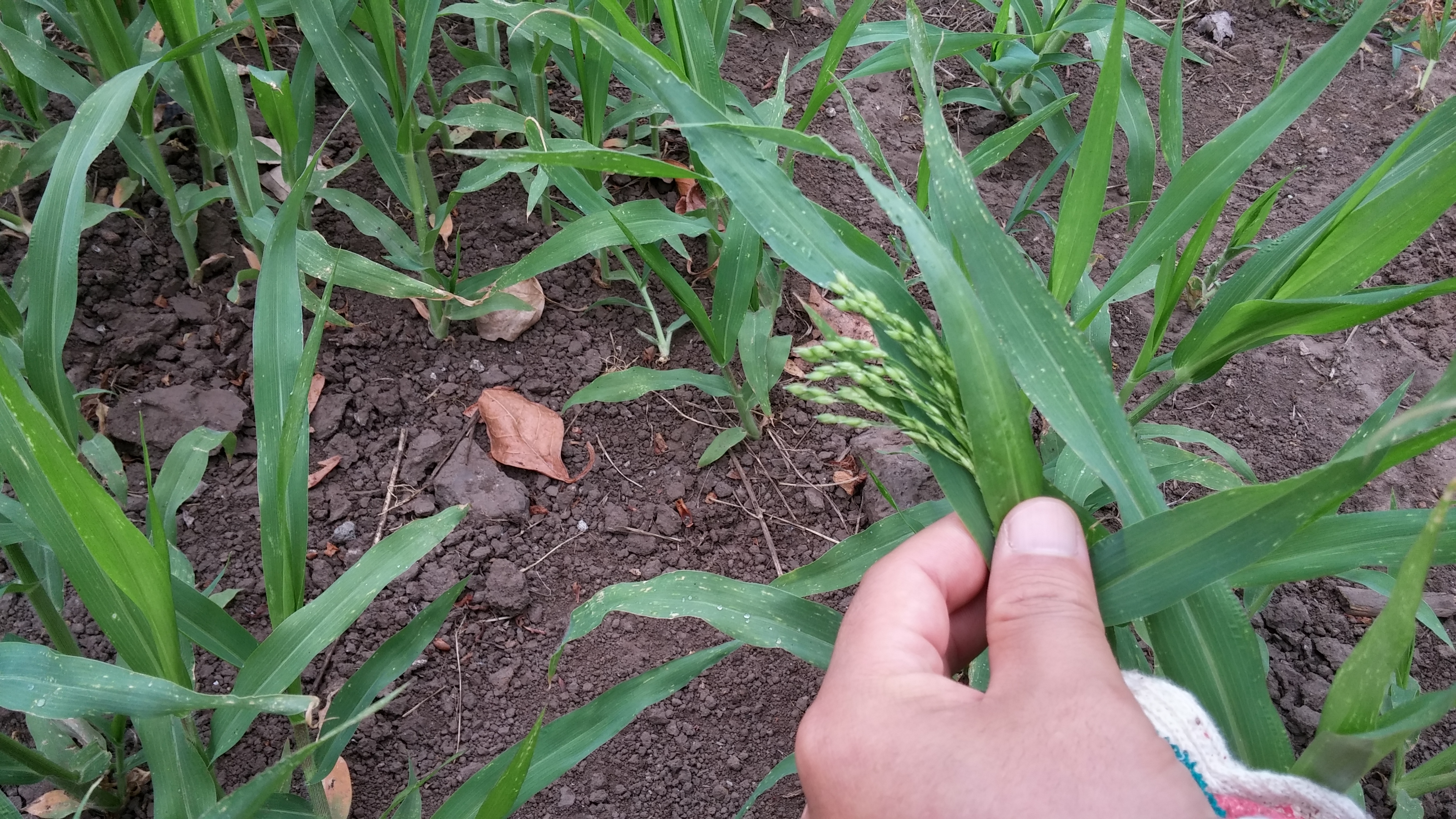 기장 상태에 대해 문의드립니다.