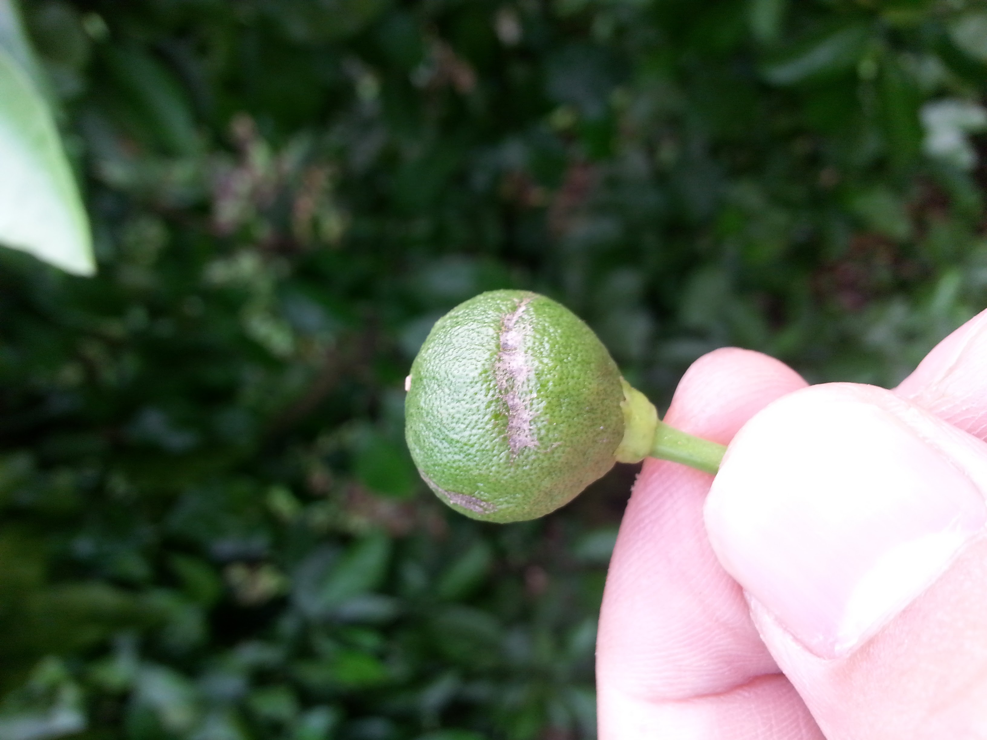 감귤 질병 문의 합니다.