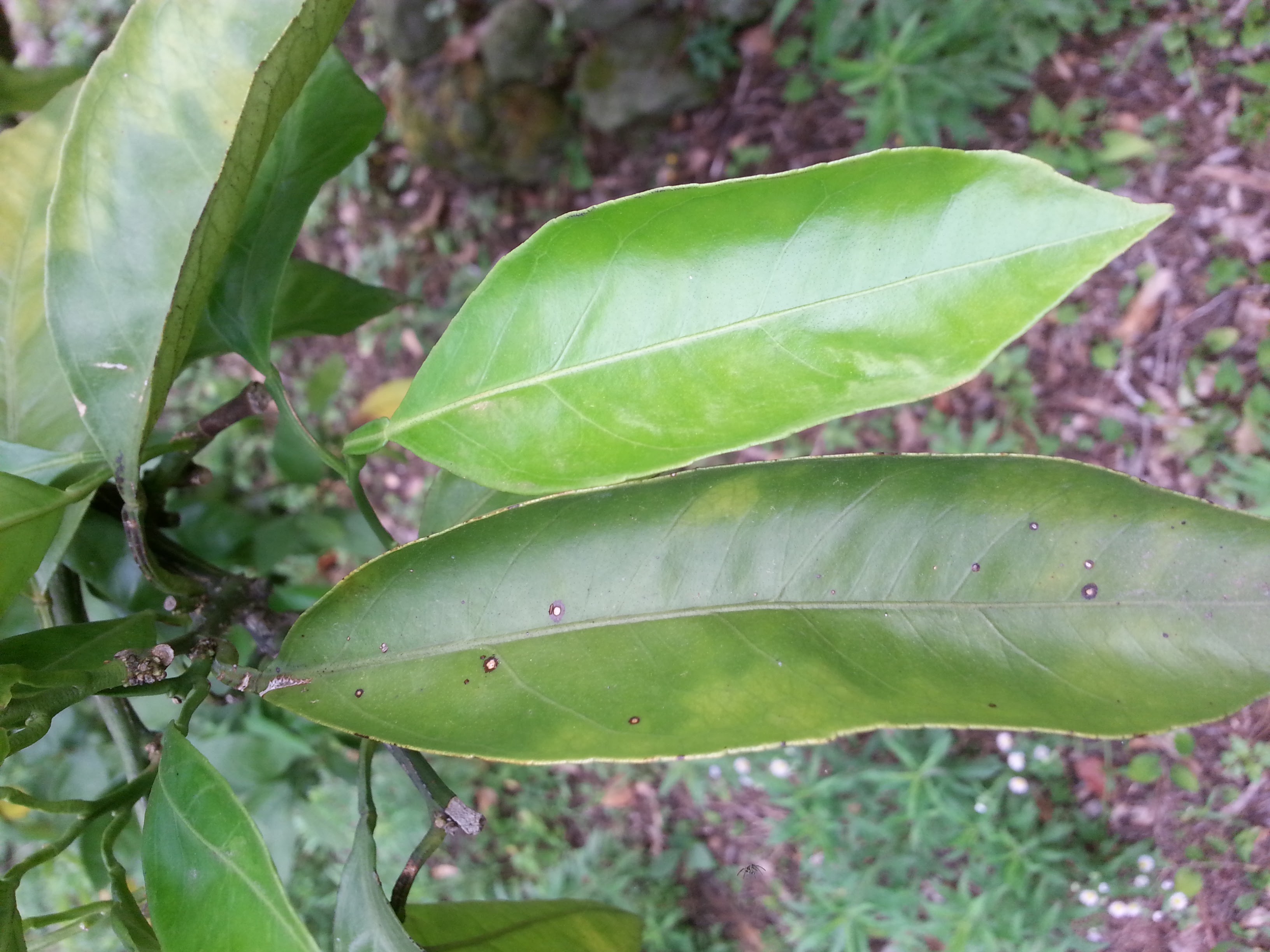 감귤 질병 문의 합니다.