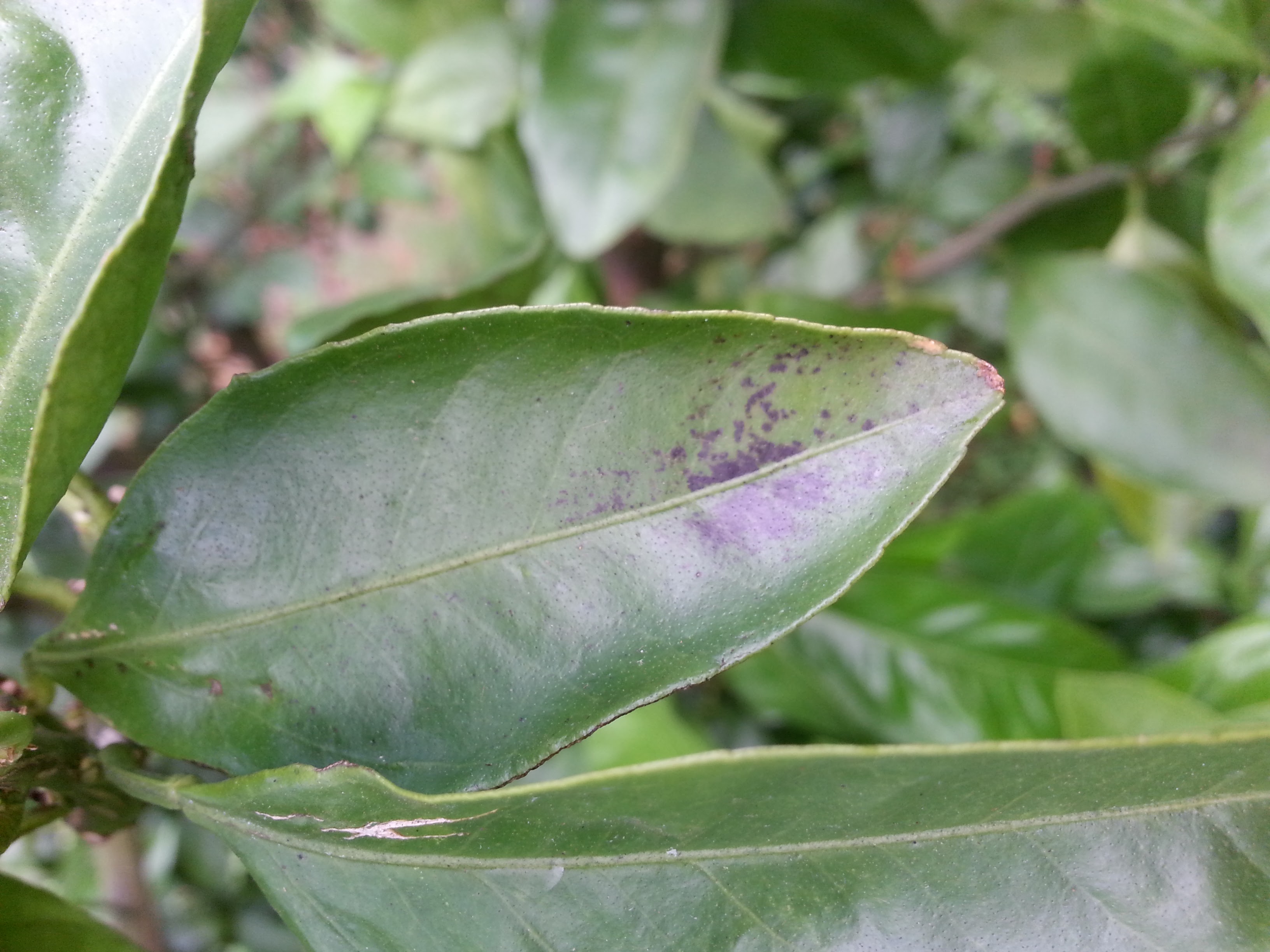 감귤 질병 문의 합니다.