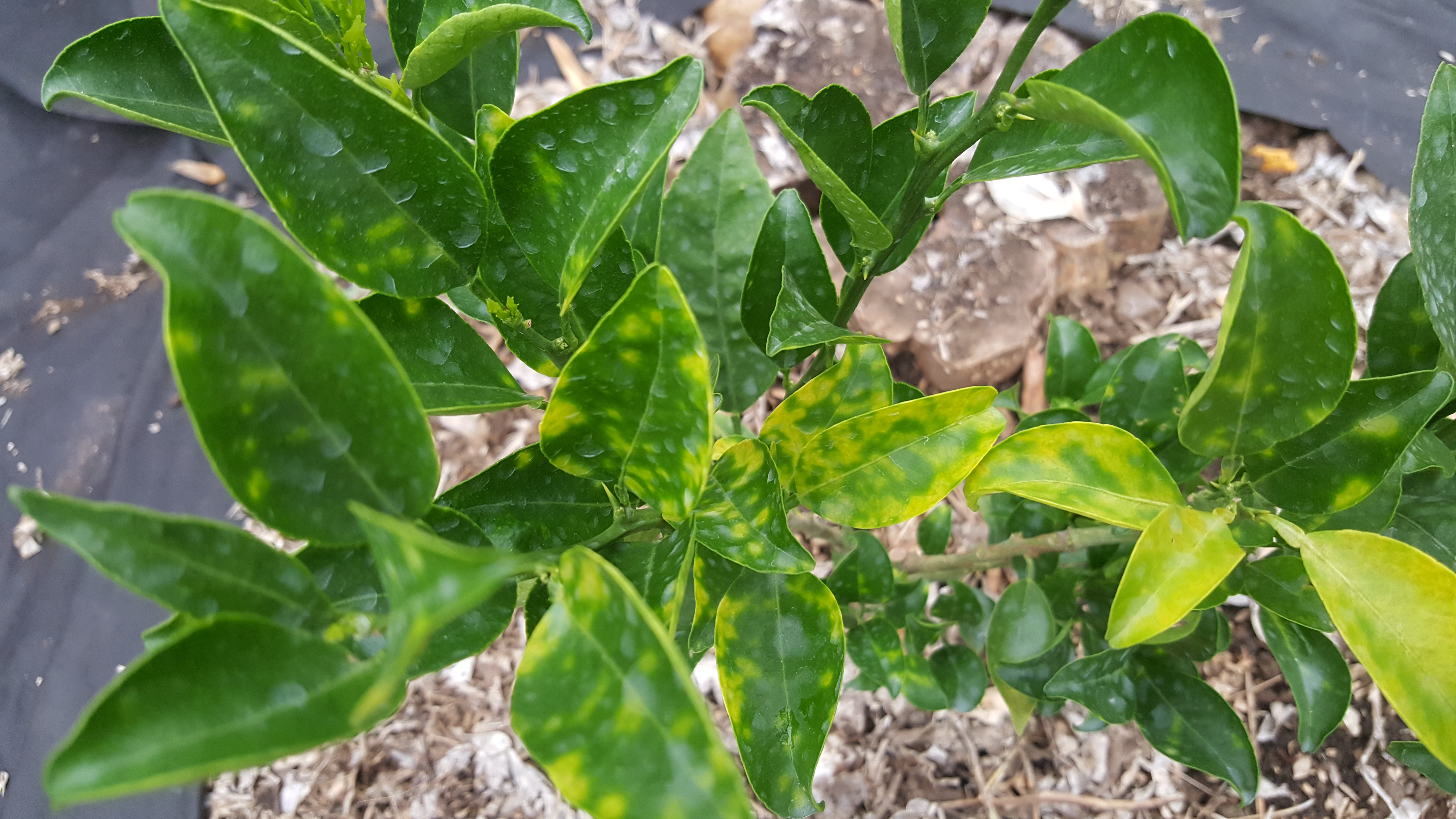 아래 새순의 병반관련..