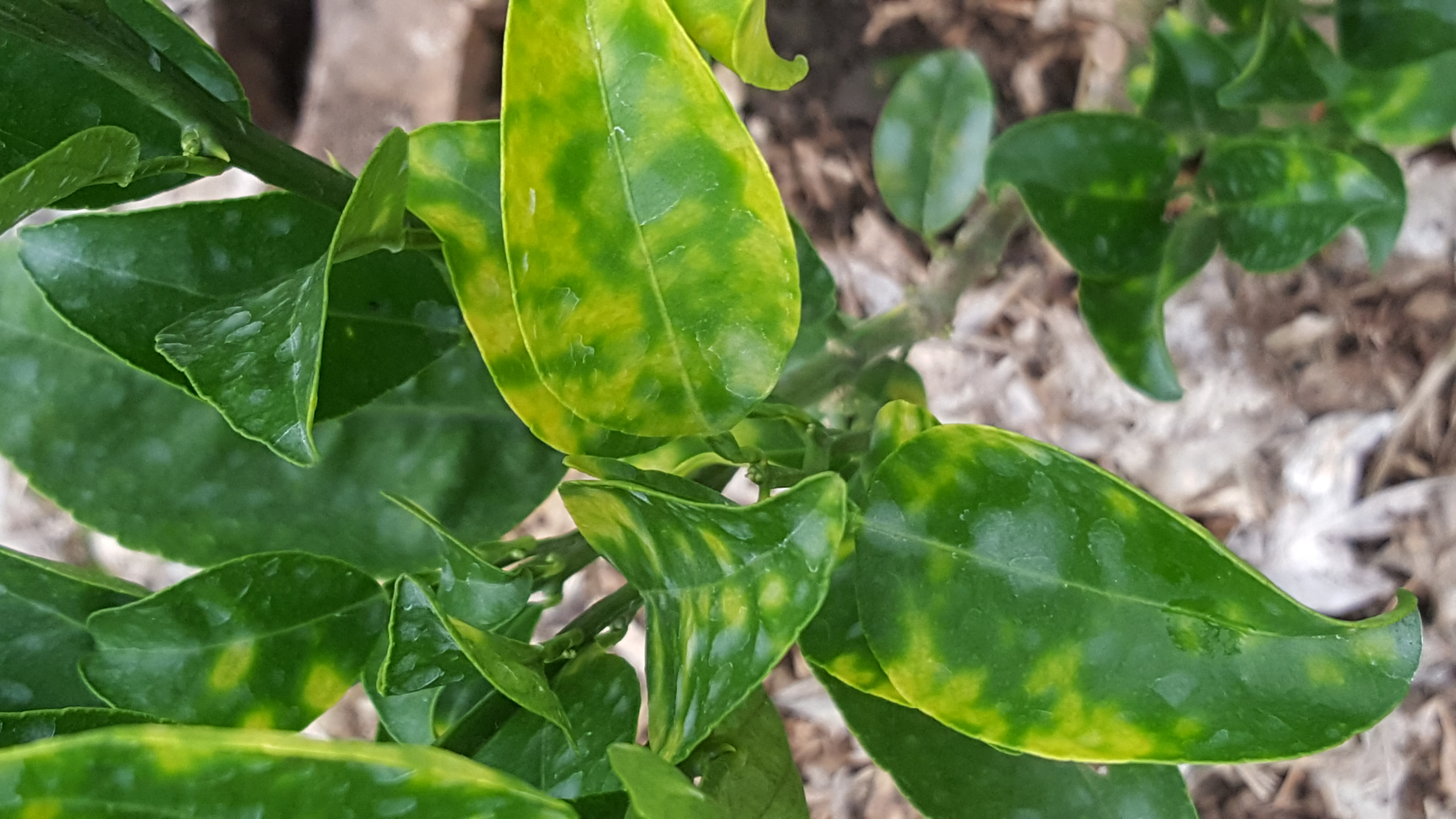 아래 새순의 병반관련..