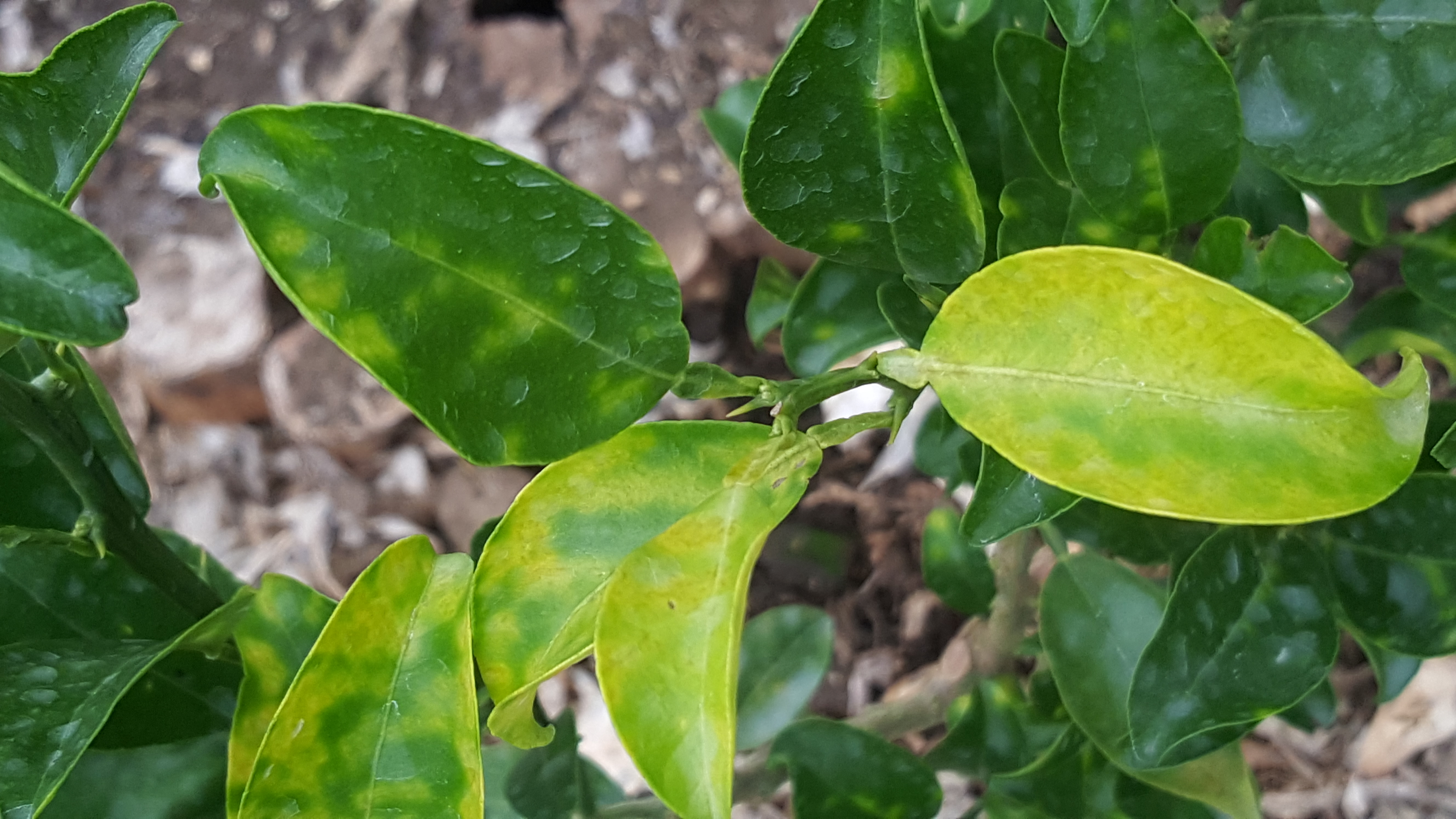 아래 새순의 병반관련..