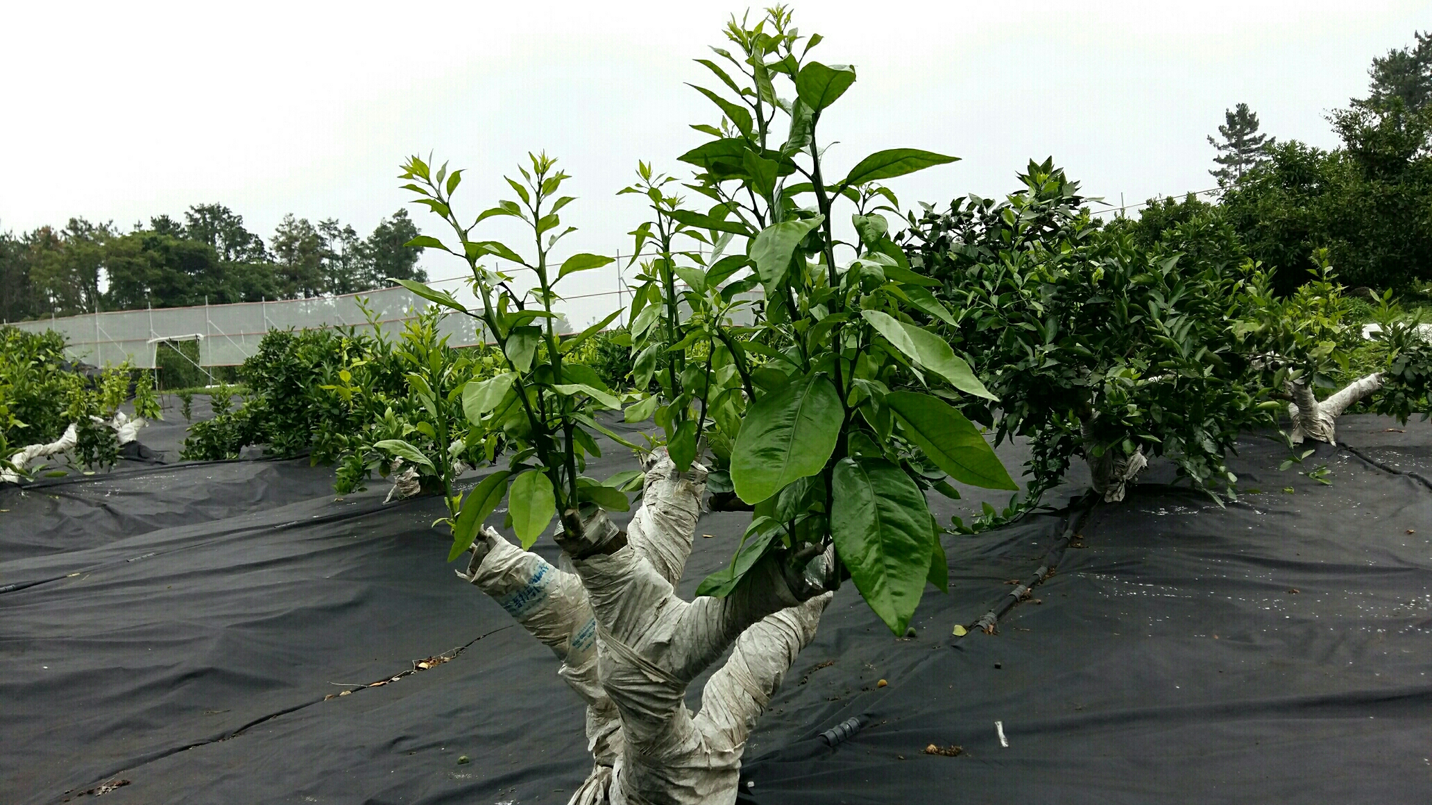 황금향 순 관리에 관한 문의.