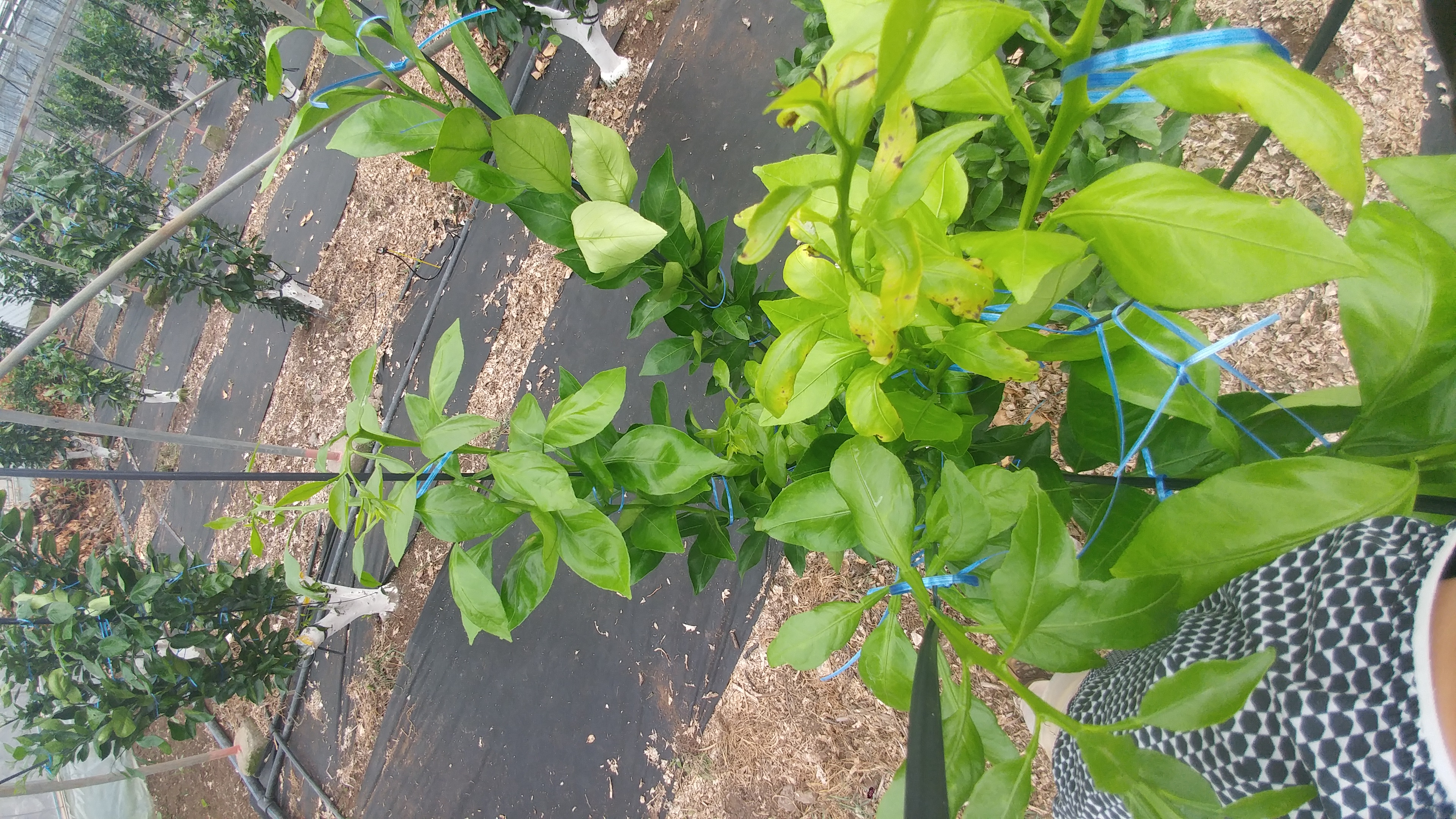 병해충 관련문의드려요