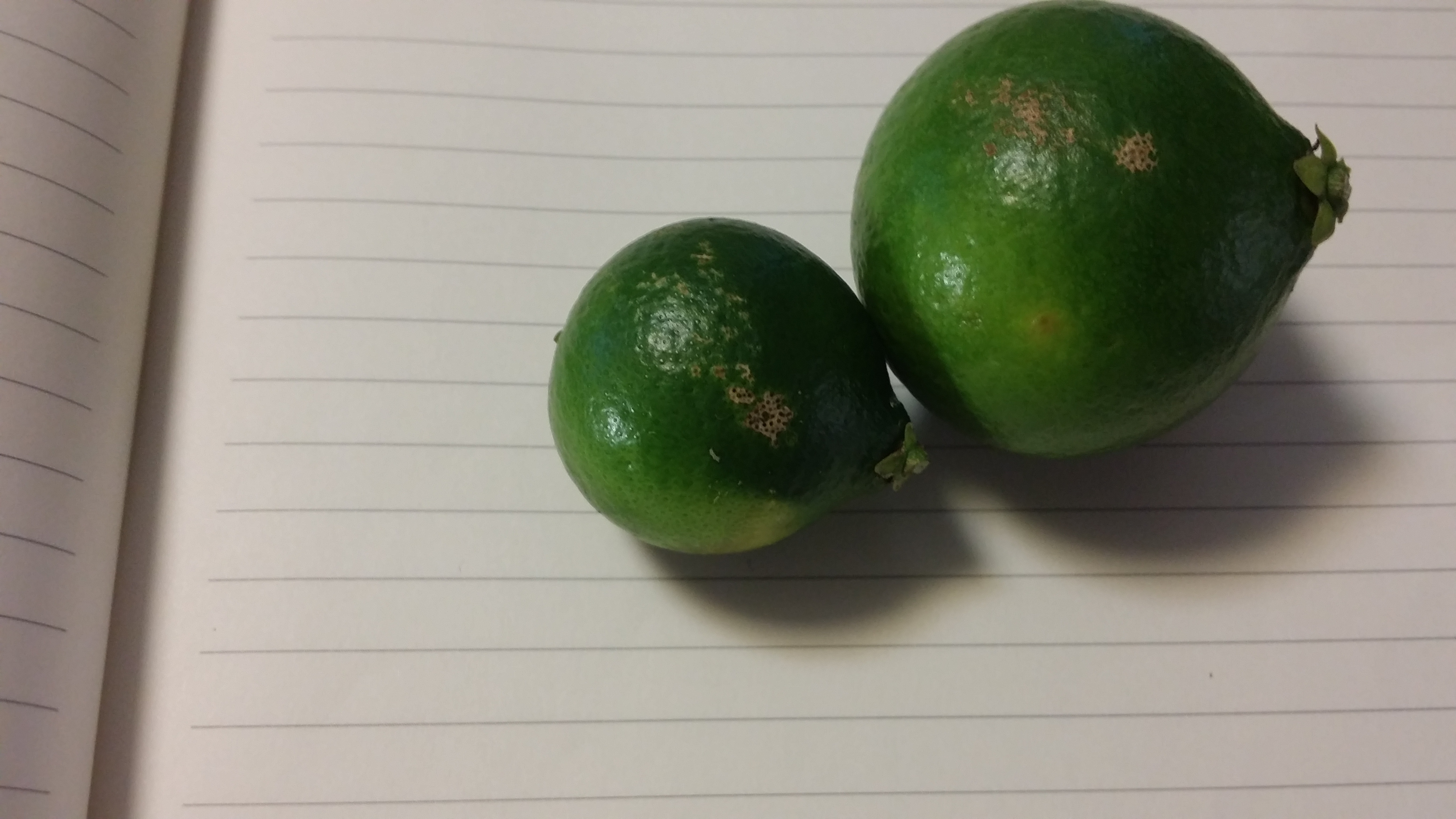 황금향 열매 질문요