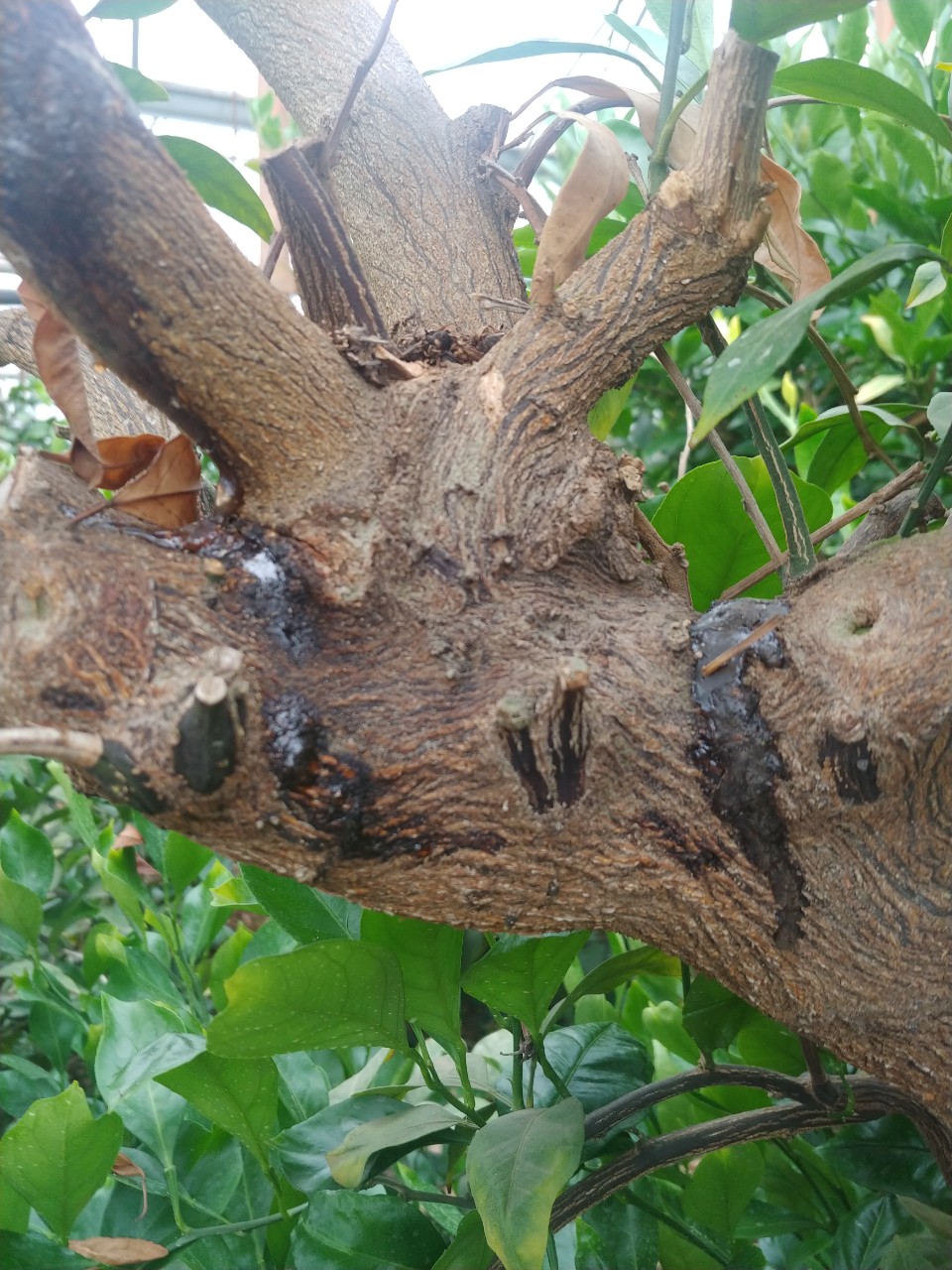 비가림감귤 병해관련 질문입니다.